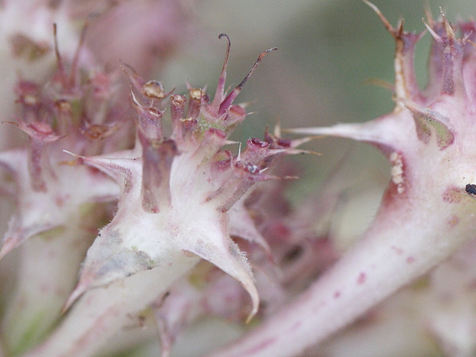 Afficher le média echinophora_spinosa8md echinophora_spinosa8md