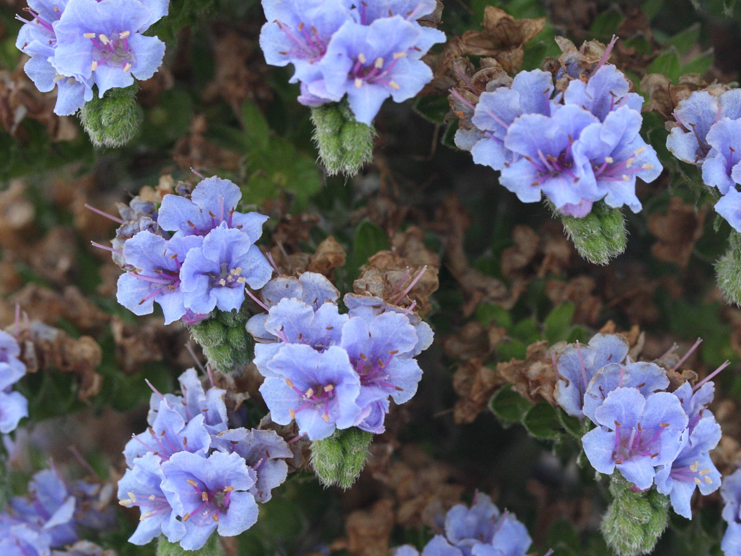 Afficher le média echium_candicans2md echium_candicans2md