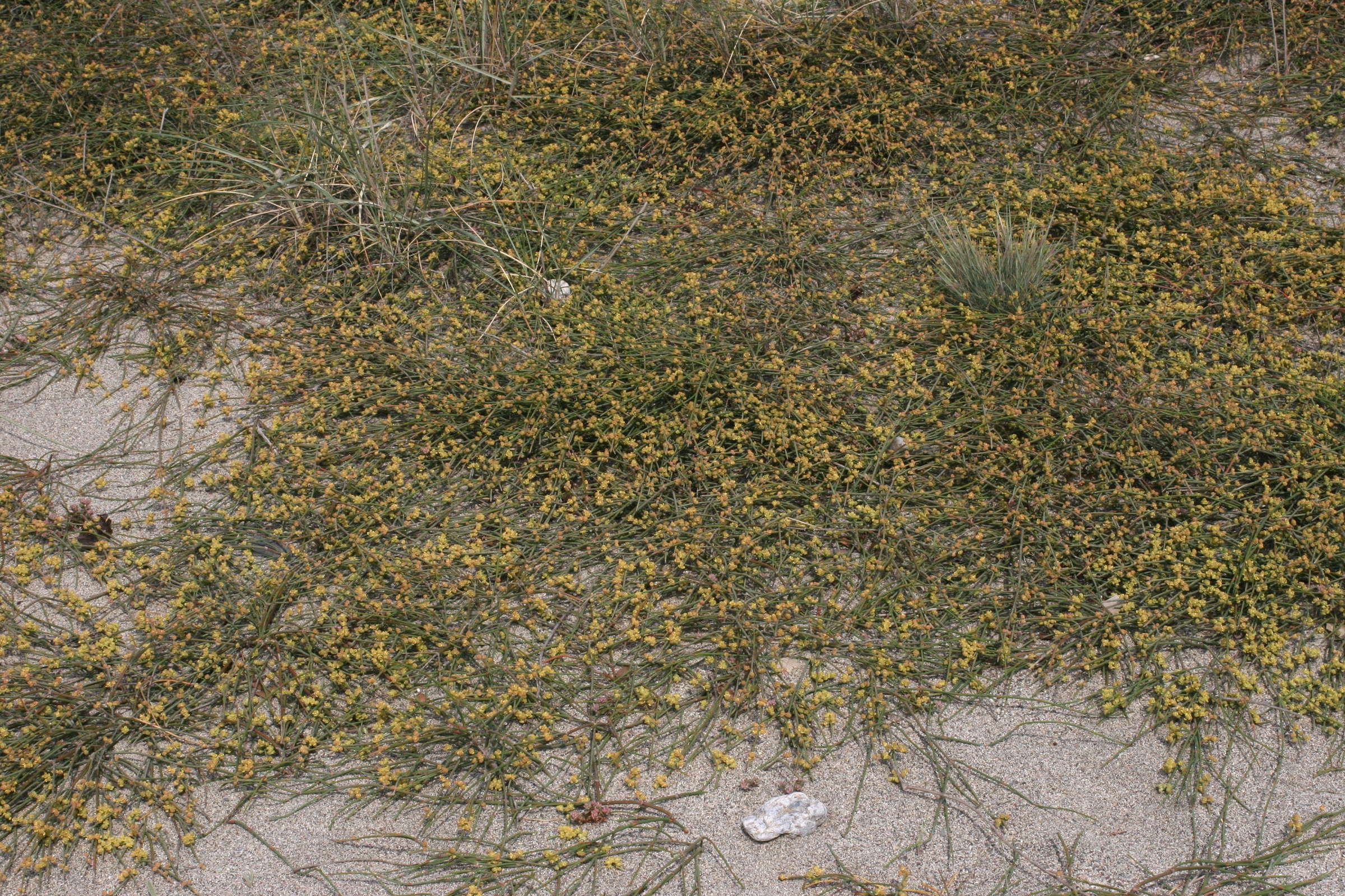 Afficher le média ephedra_distachya1md ephedra_distachya1md