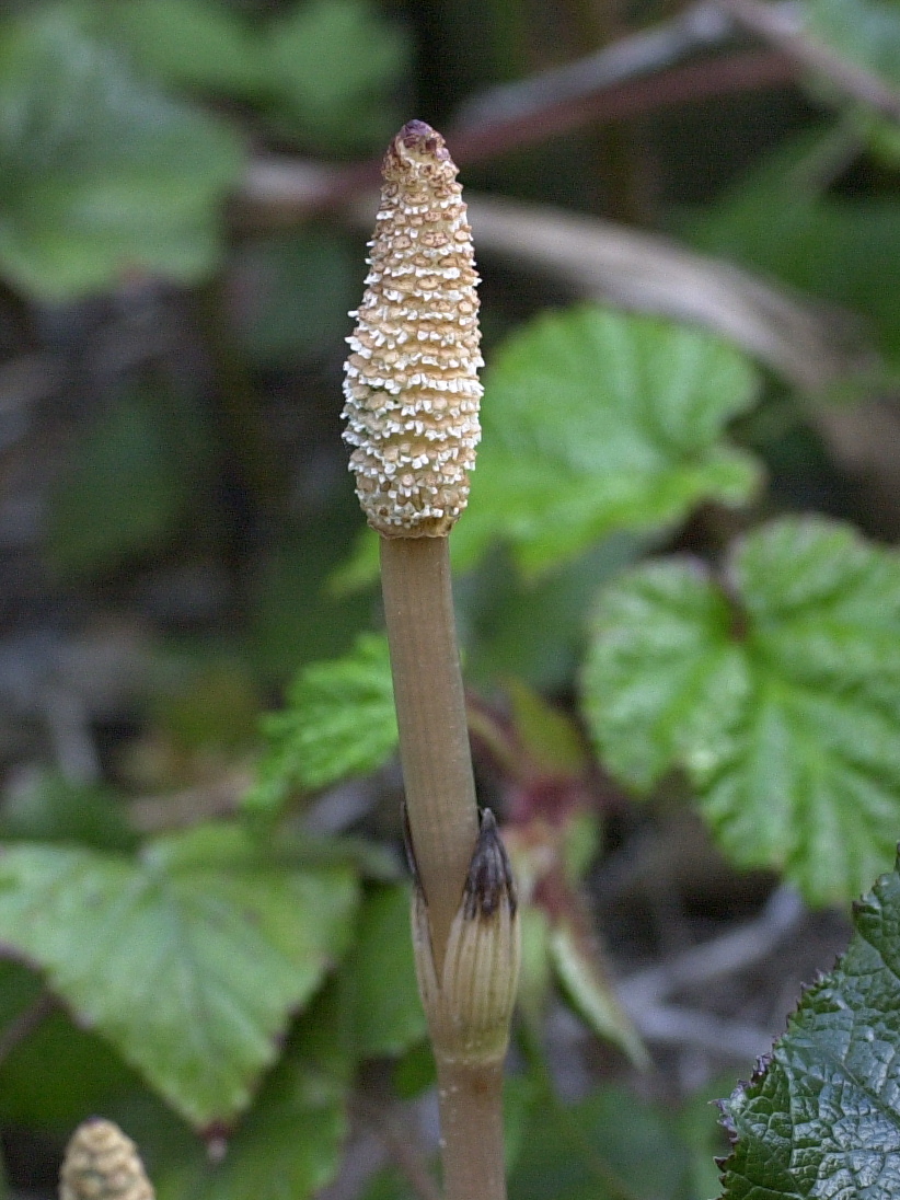 equisetum_arvense4amd