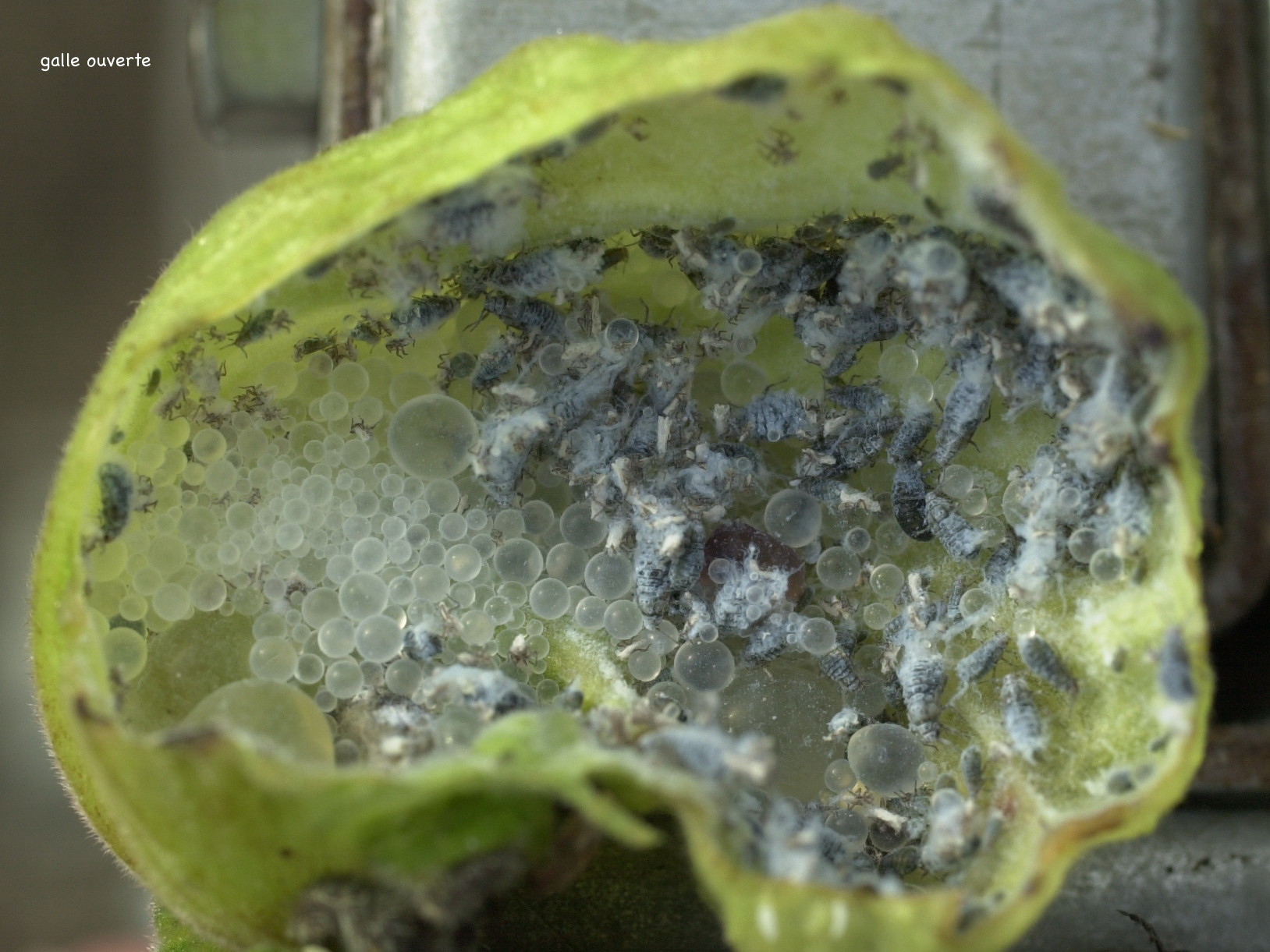 eriosoma_lanuginosum_galle1md