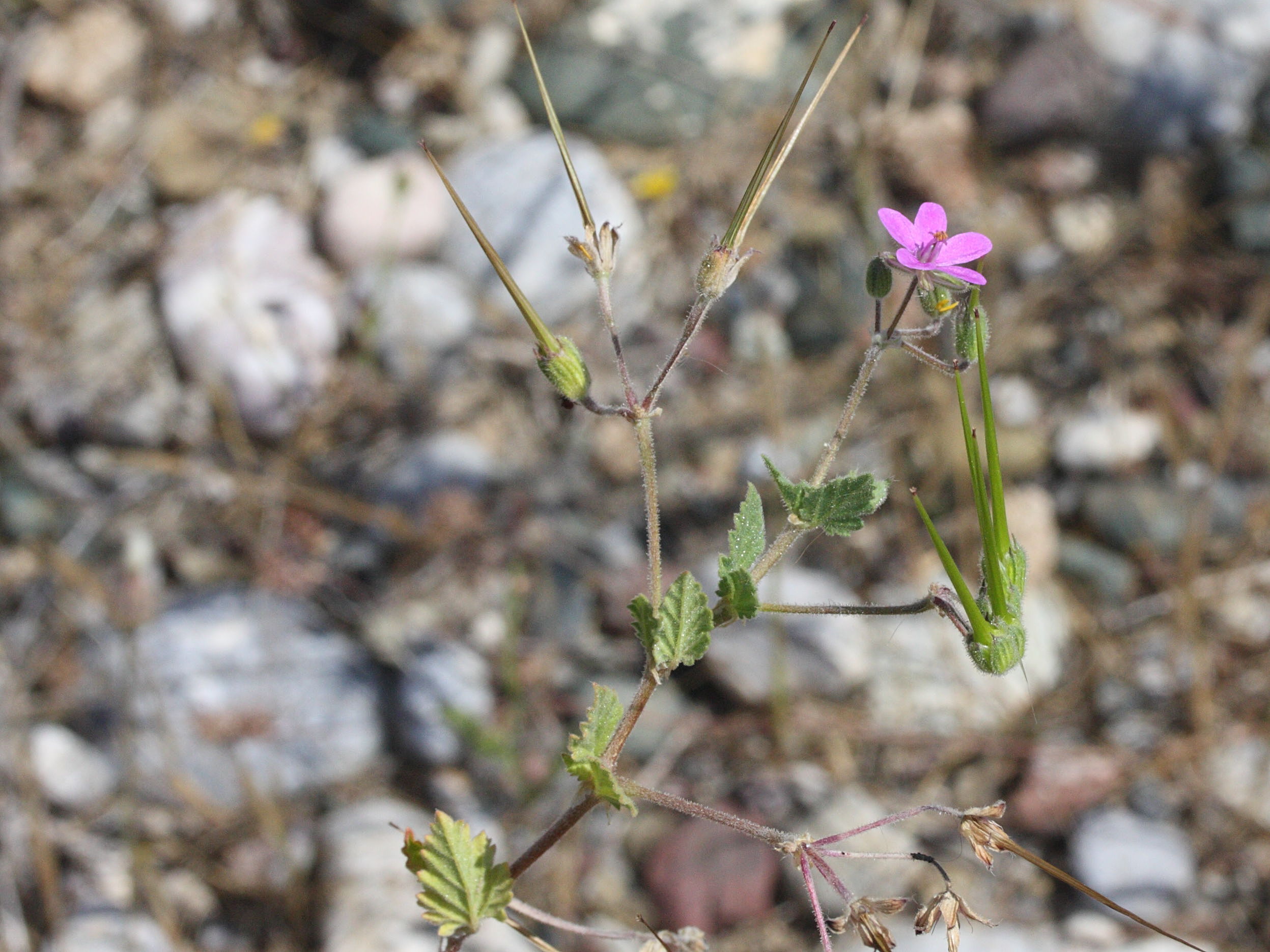 Erodium_malacoides