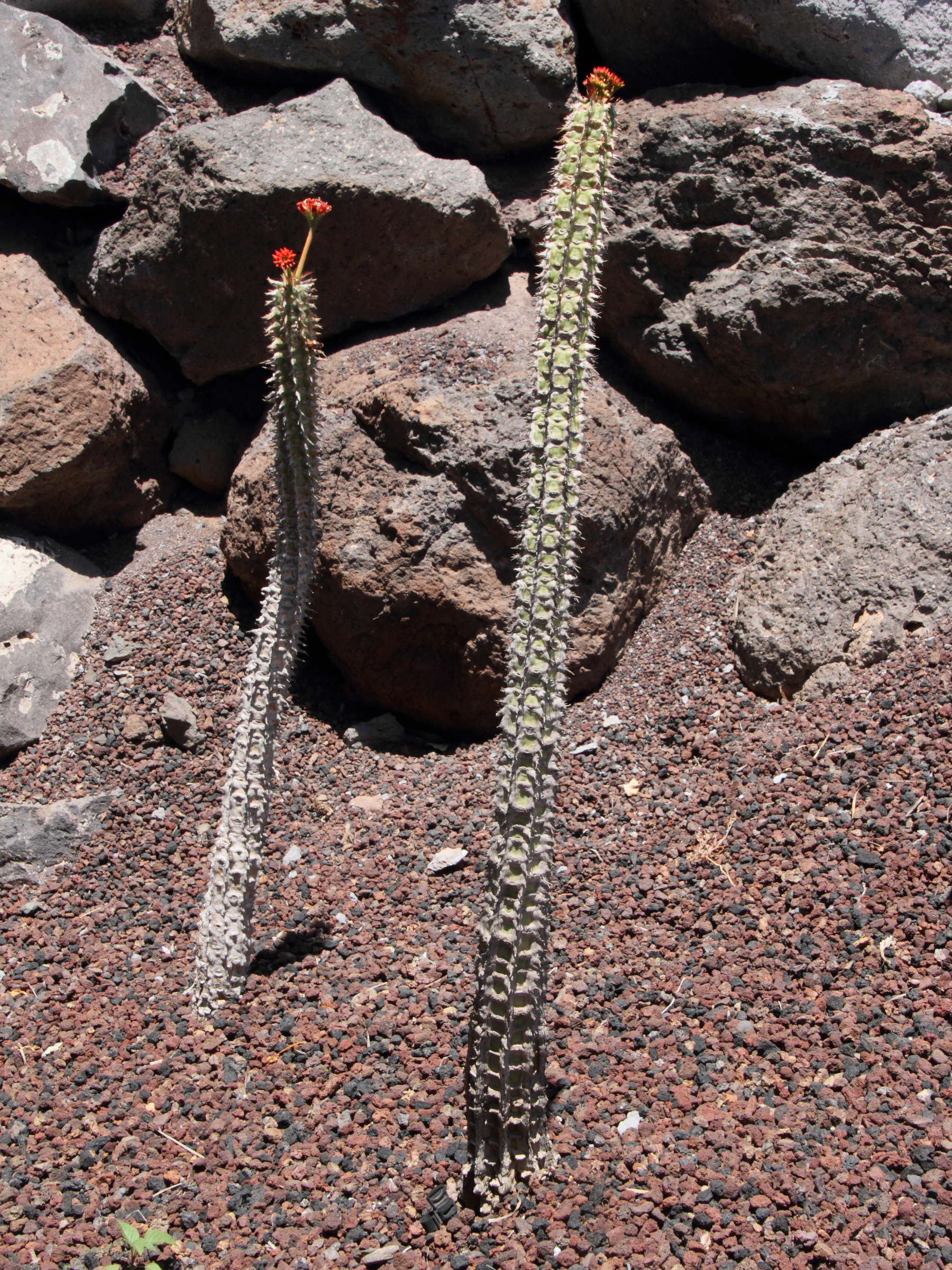 euphorbia_viguieri4md