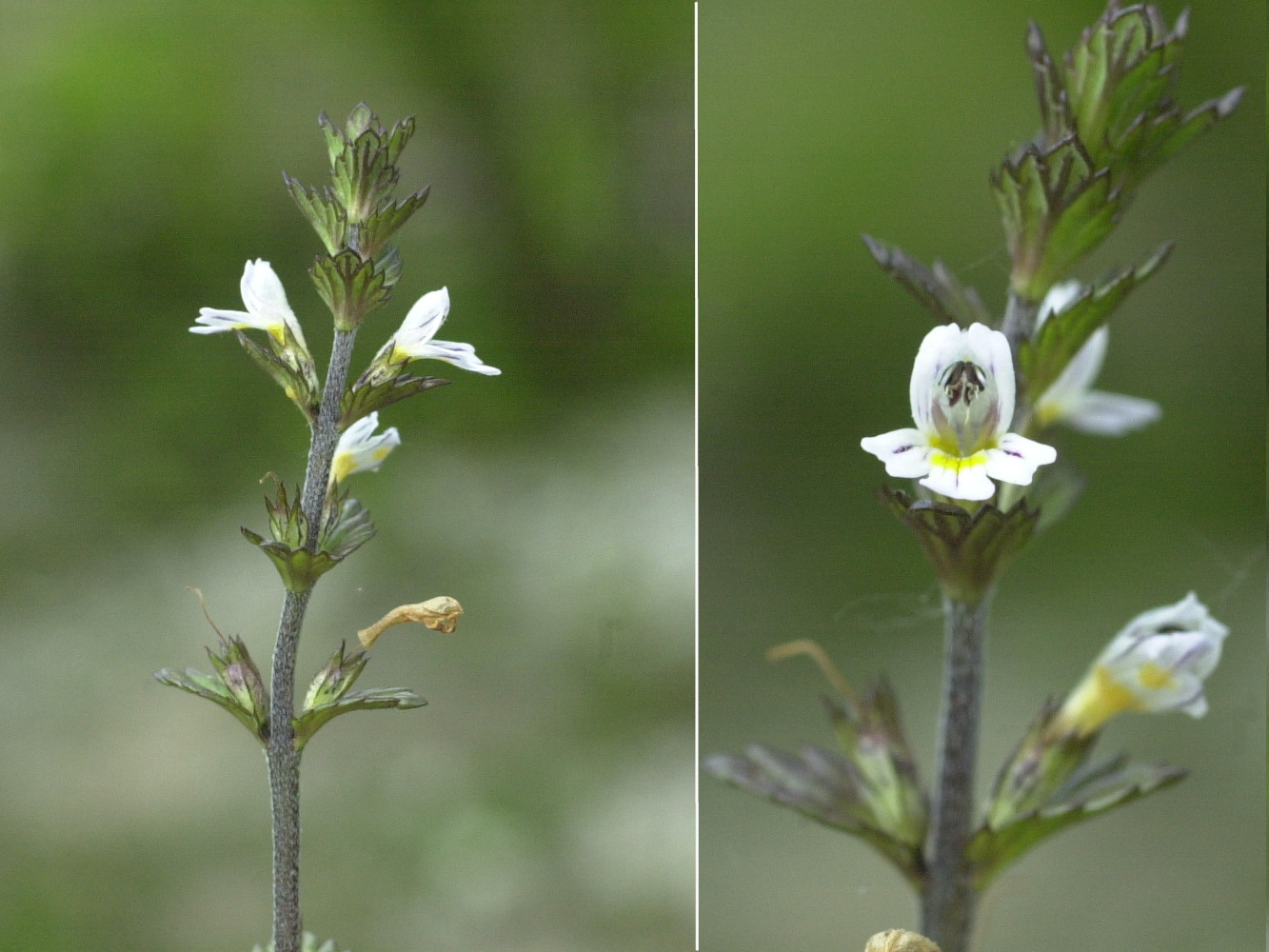 Afficher le média euphrasia_nemorosa2md euphrasia_nemorosa2md
