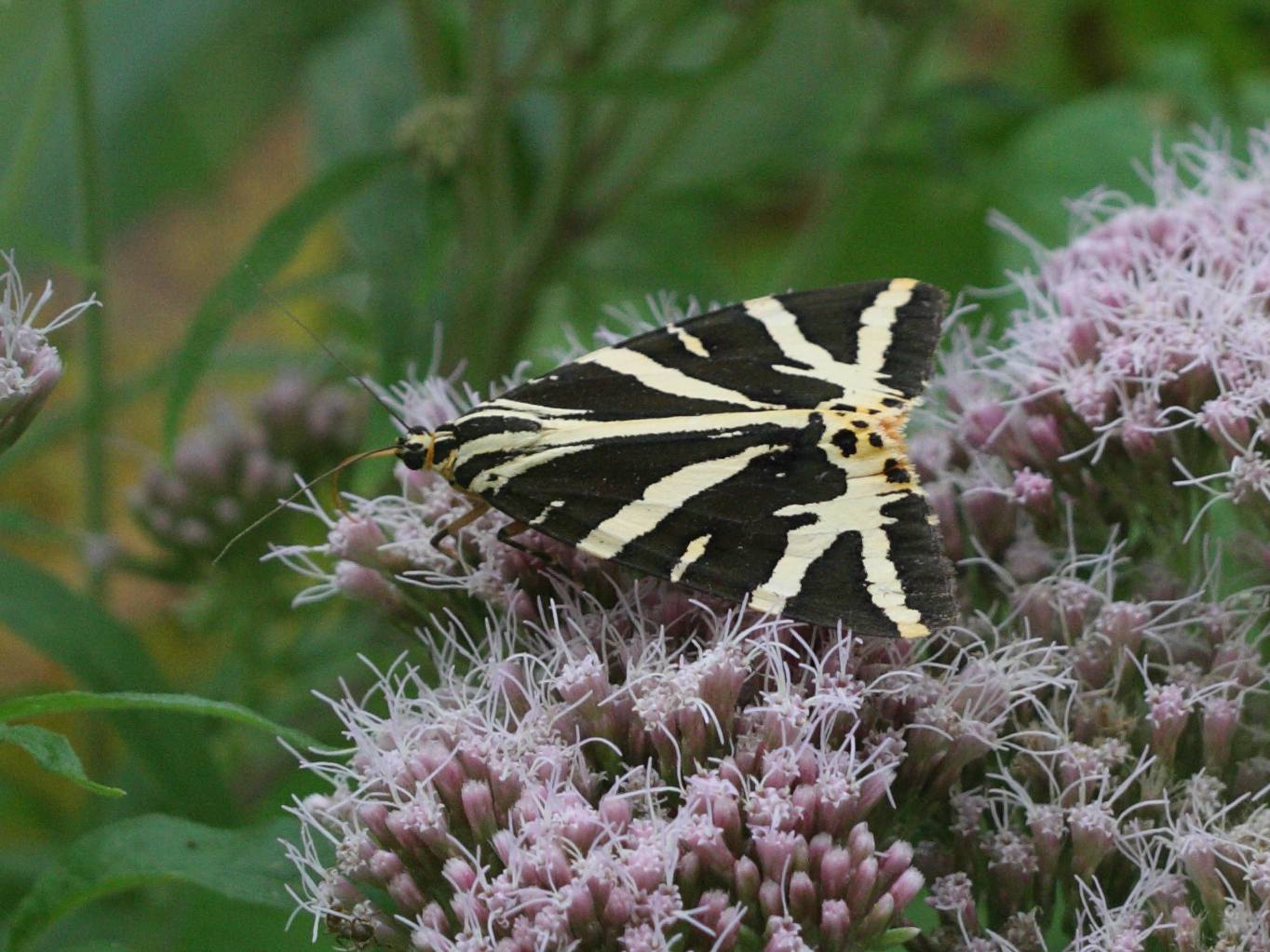 Afficher le média euplagia_quadripunctaria4bd euplagia_quadripunctaria4bd