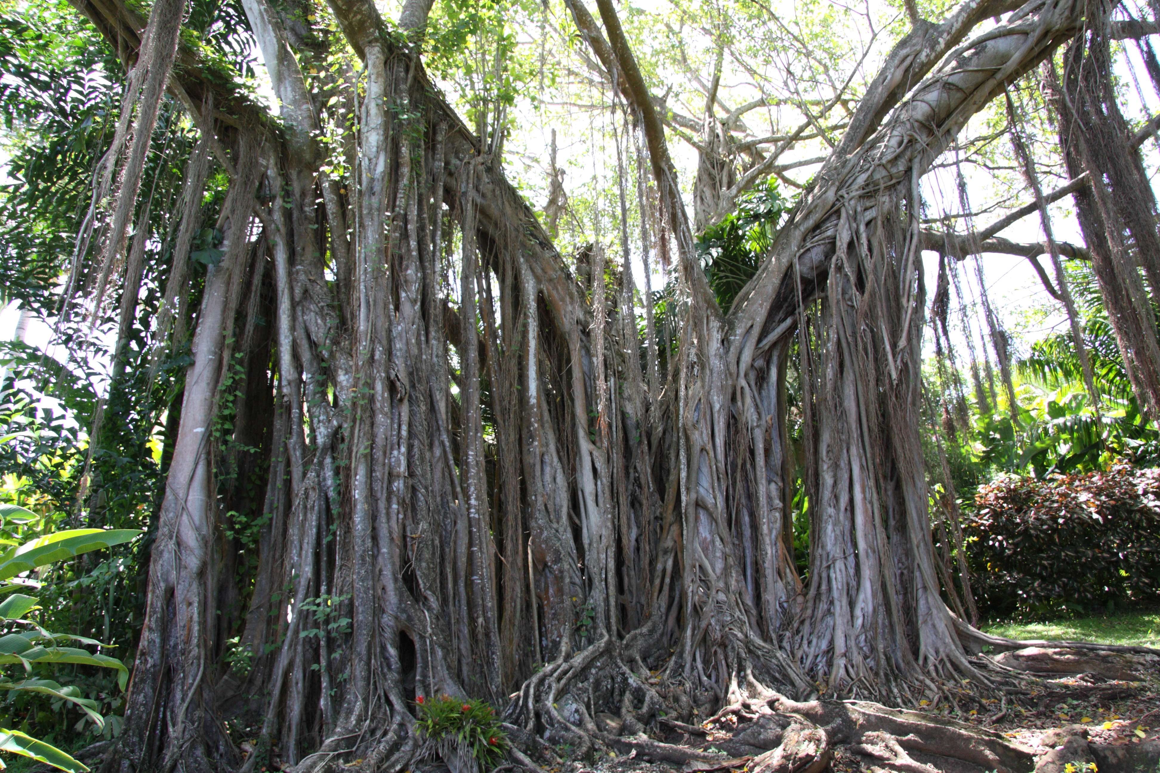 ficus_benghalensis2bmd