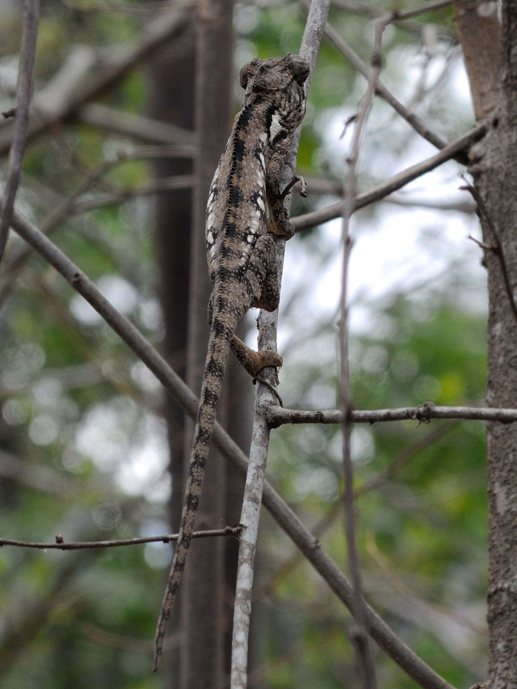 furcifer_verrucosus1md