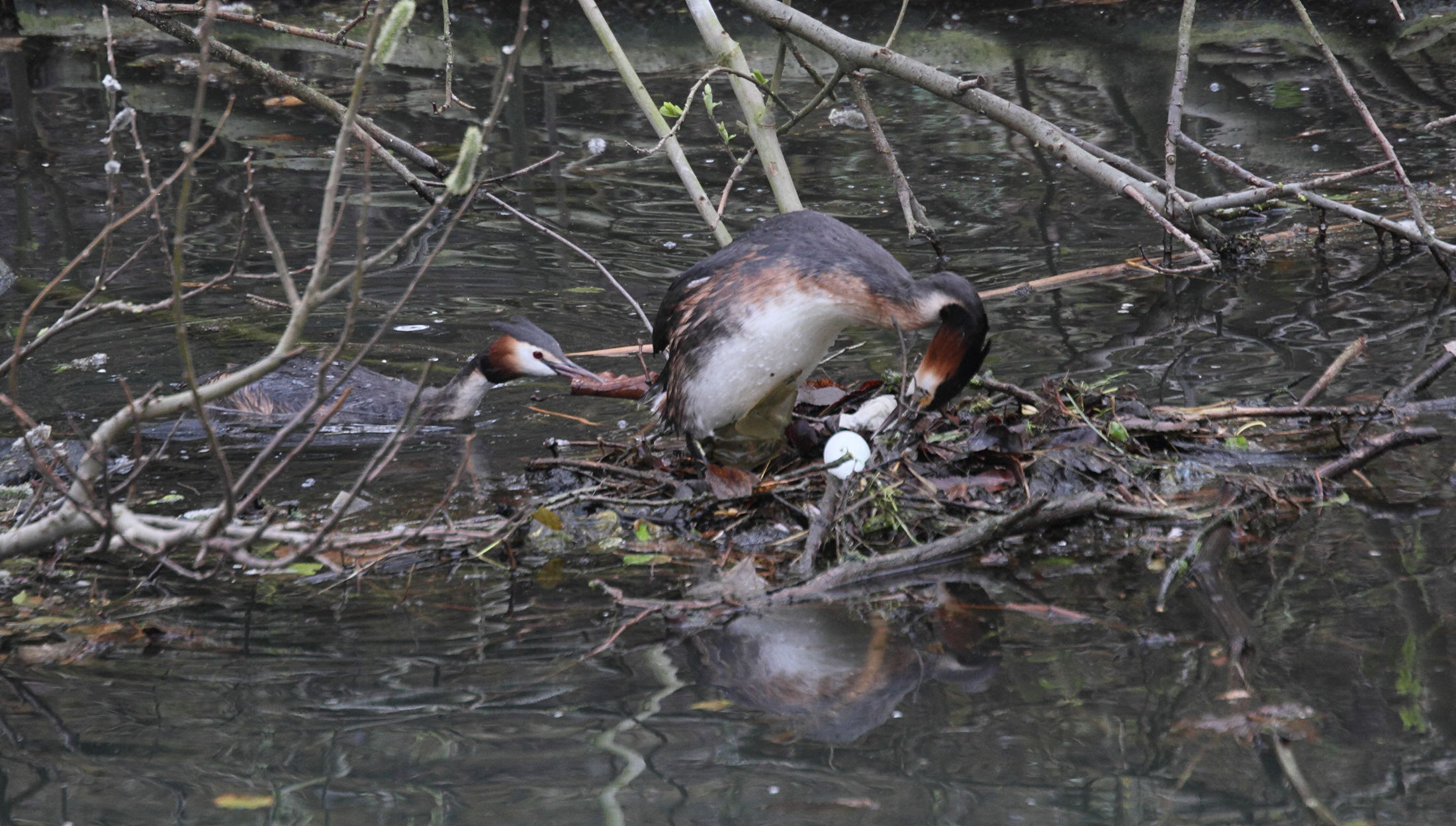grebe_huppe_-_podiceps_cristatus7md