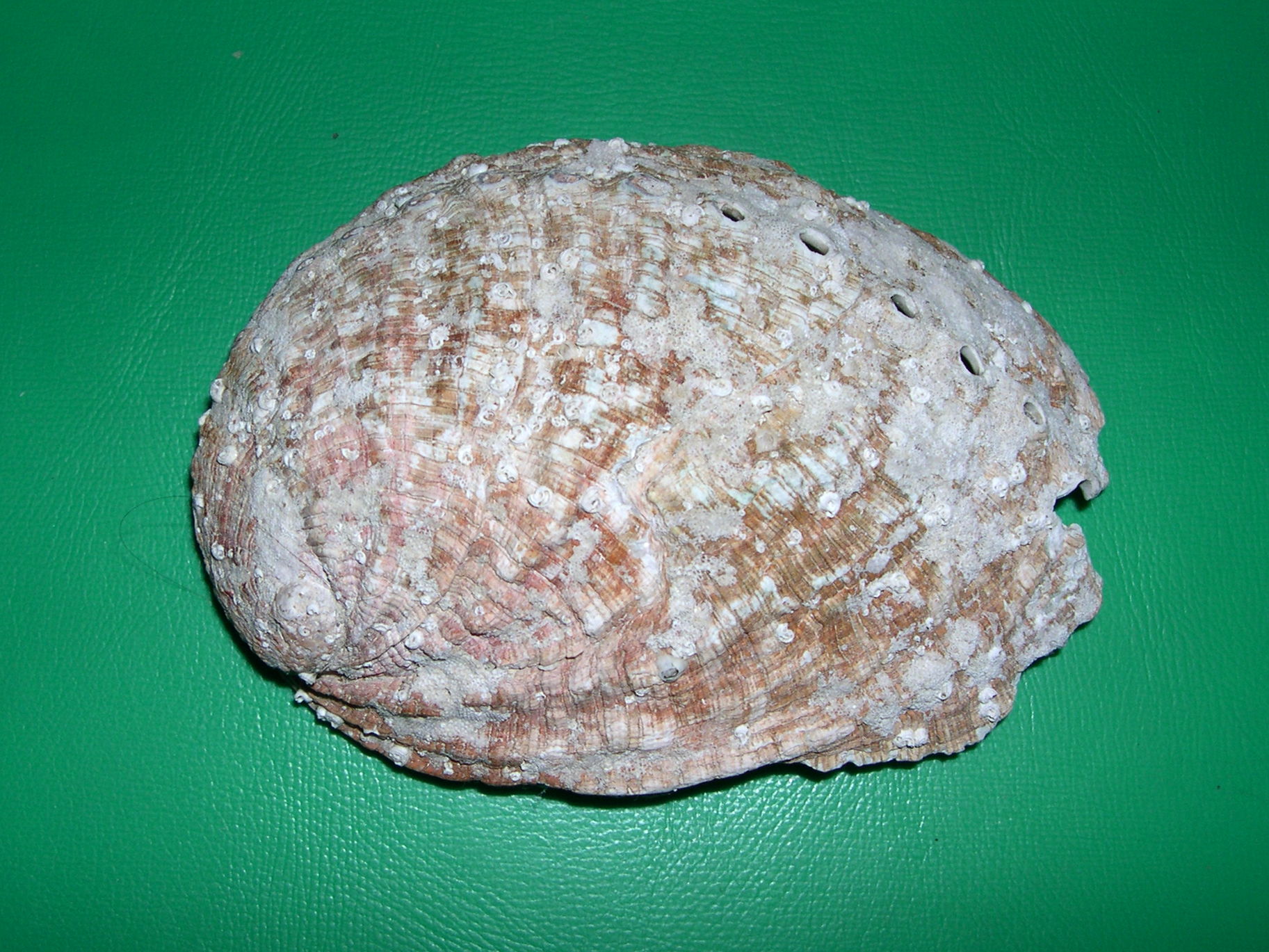 haliotis_tuberculata3md