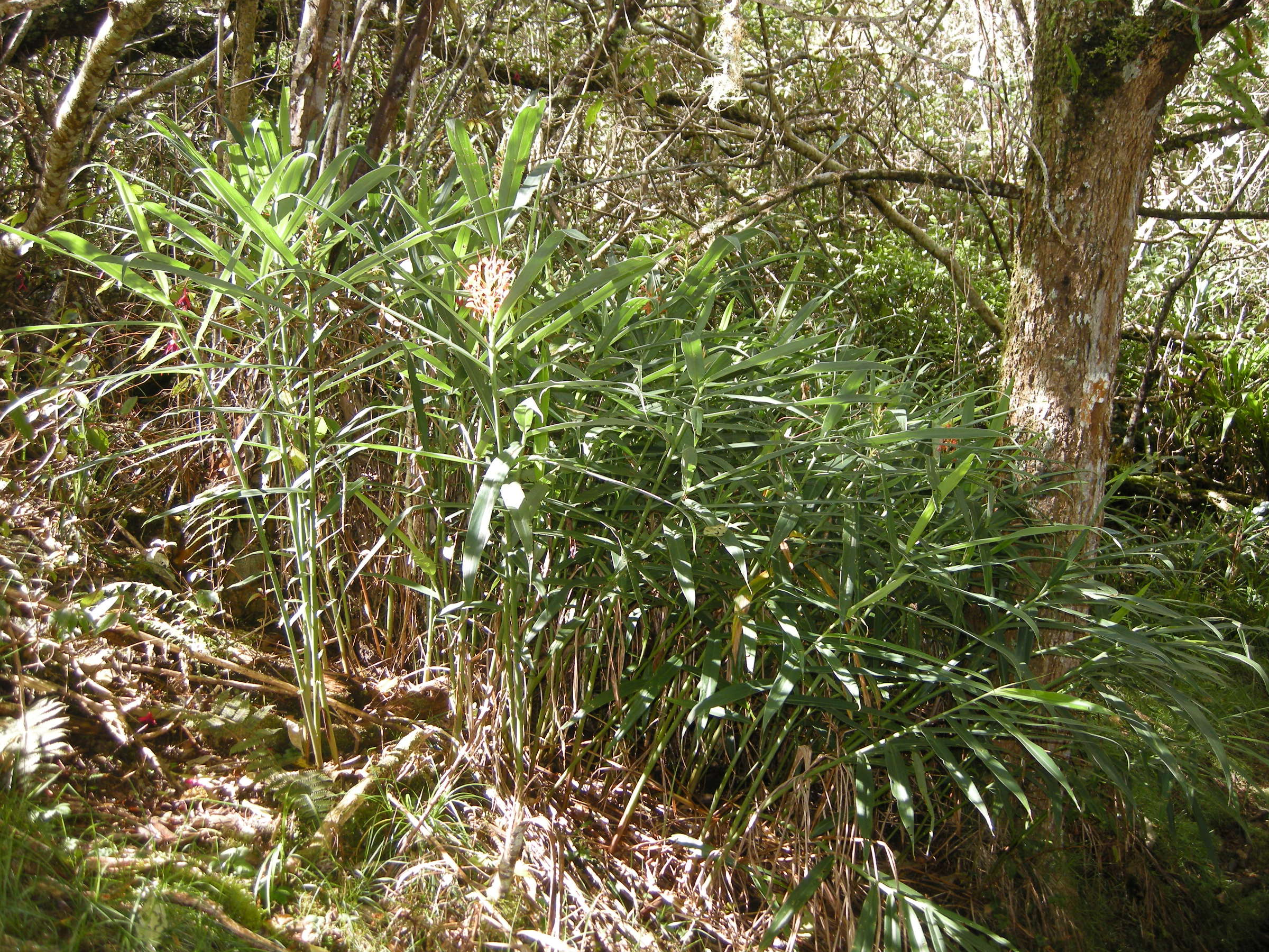 hedychium_coccineum1md