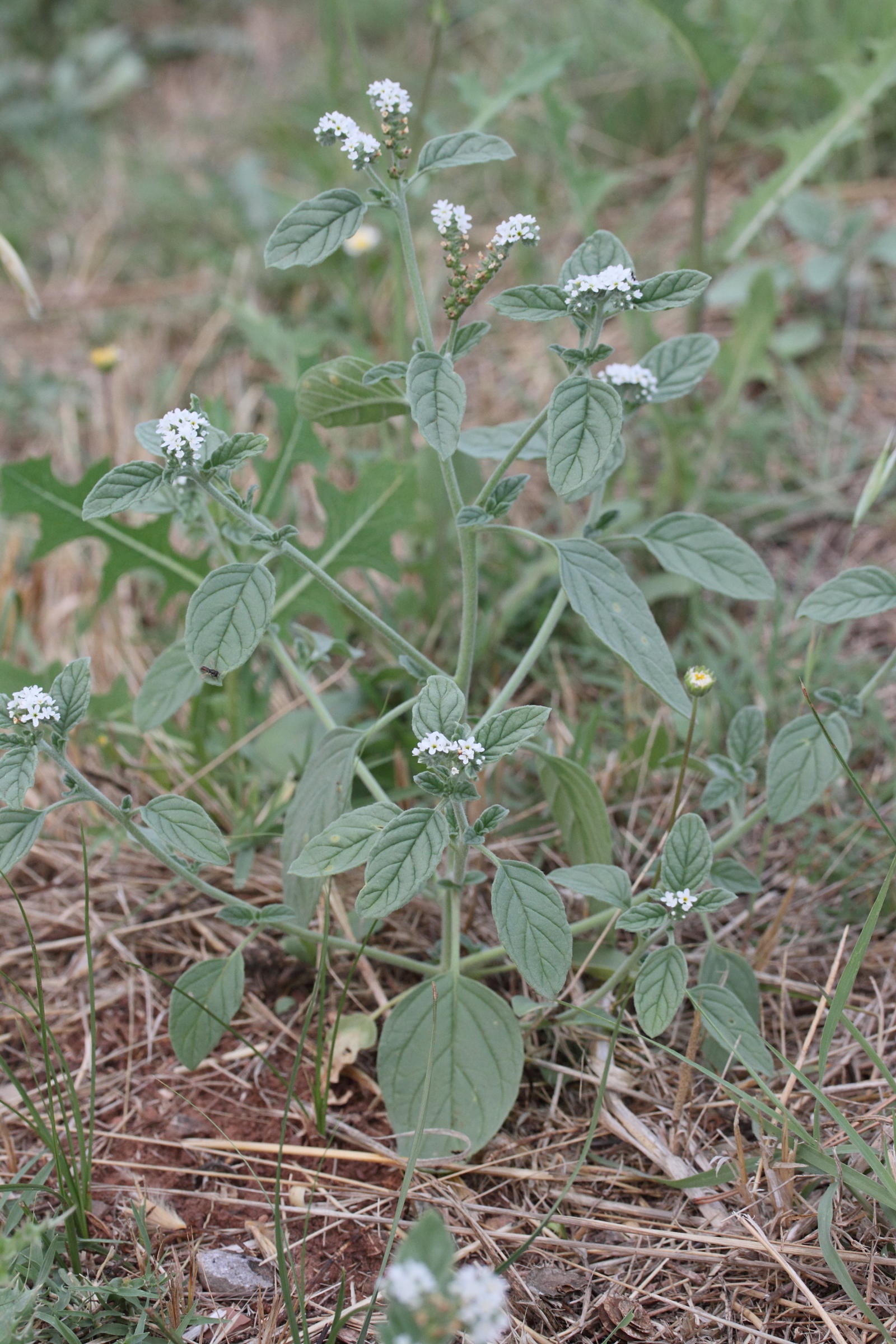 Afficher le média heliotropium_europaeum4md heliotropium_europaeum4md