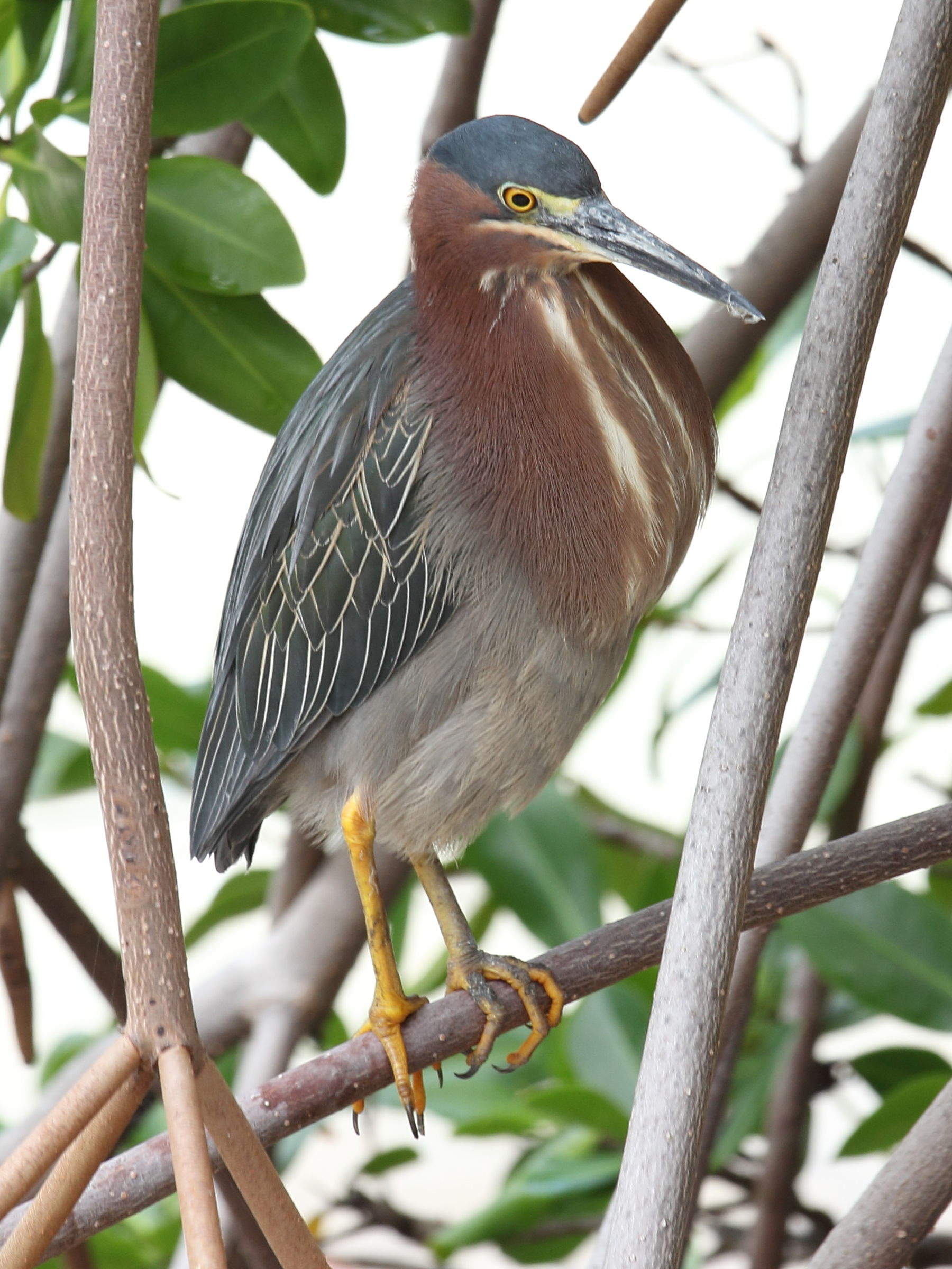 heron_vert_-_butorides_virescens5sd