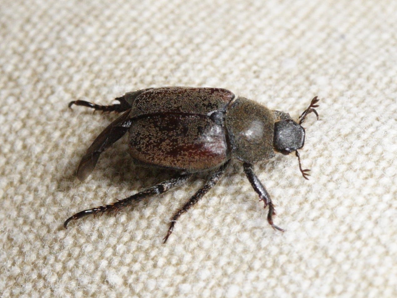 hoplia_philanthus1md