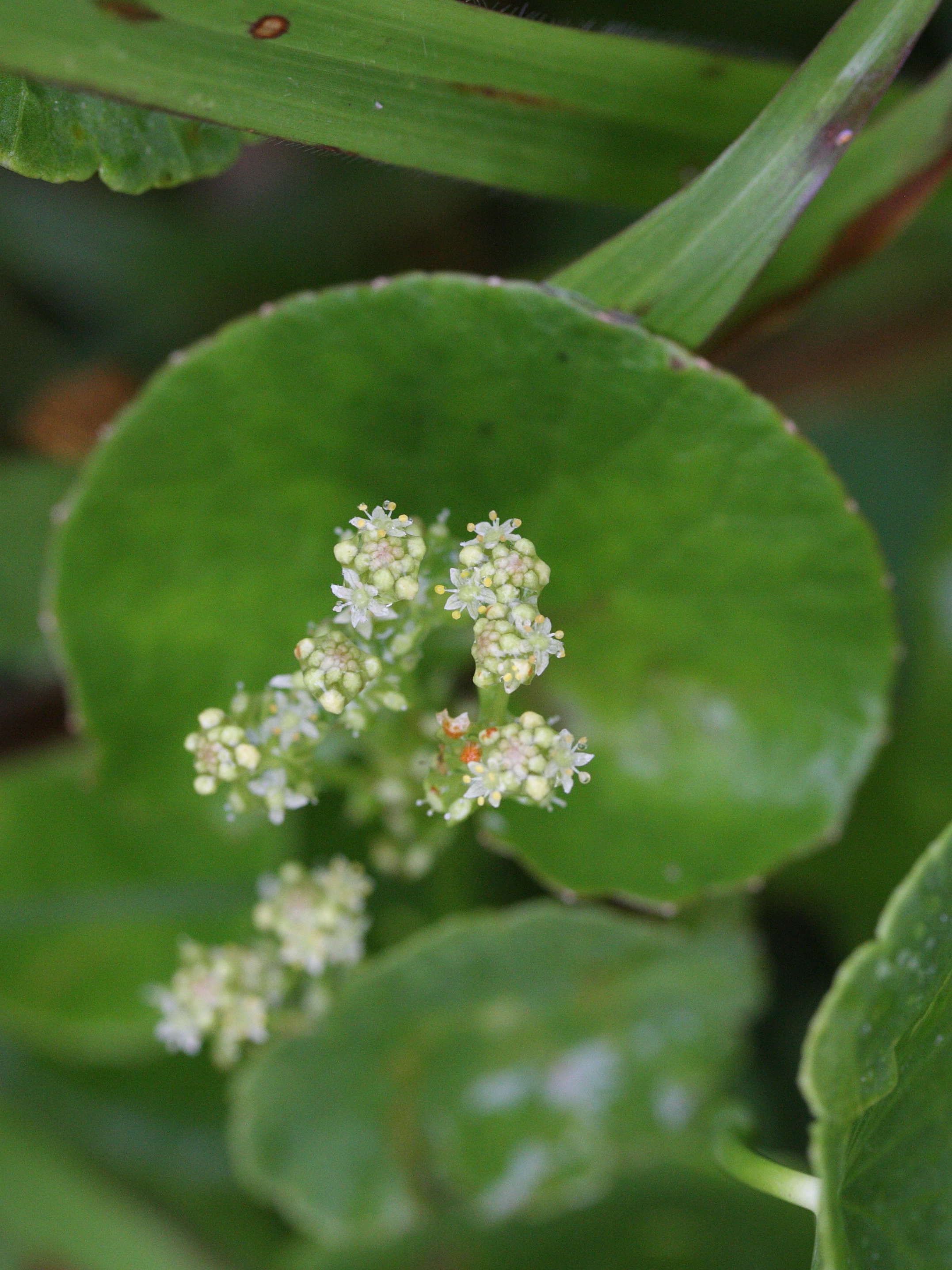 Afficher le média hydrocotyle_verticillata2md hydrocotyle_verticillata2md