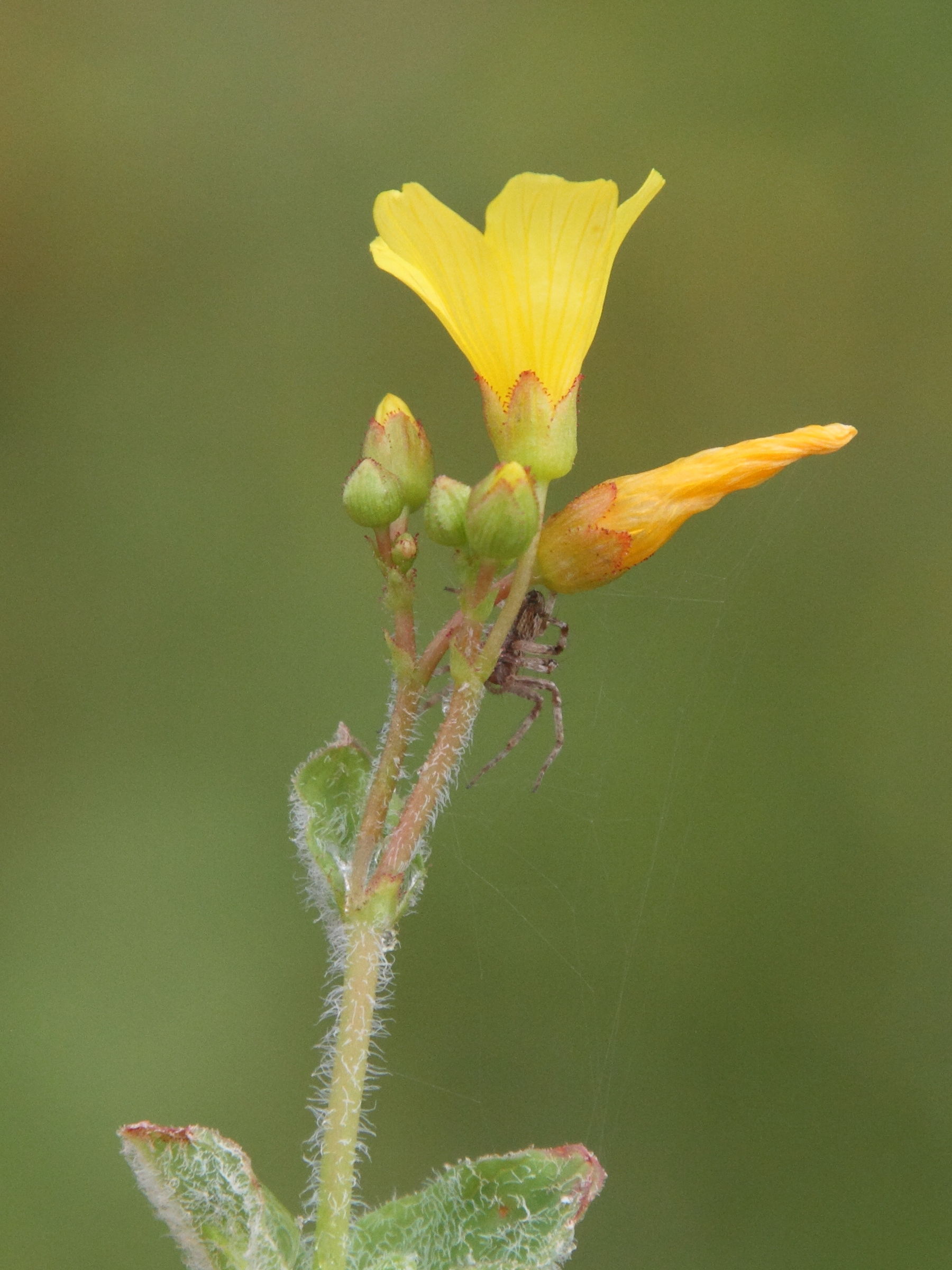 Afficher le média hypericum_elodes6md hypericum_elodes6md