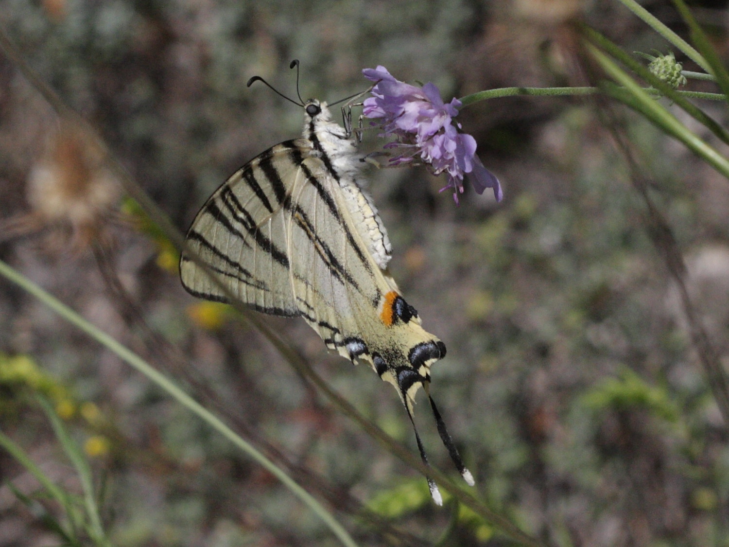 iphiclides_podalirius4bd