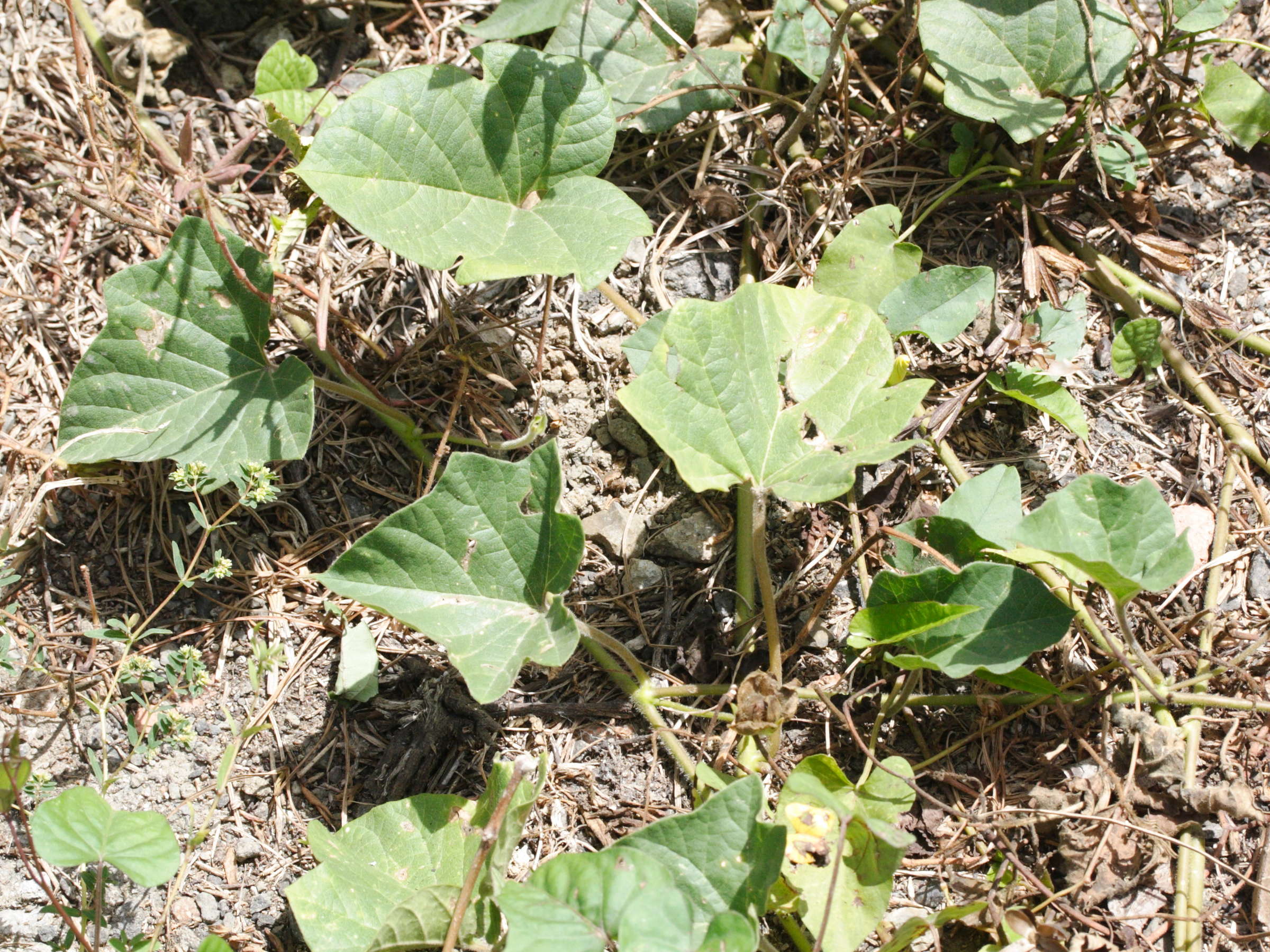 Afficher le média ipomoea_batatas3md ipomoea_batatas3md