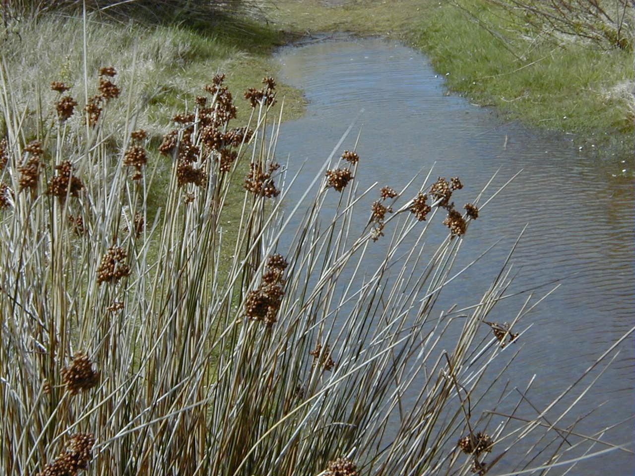 juncus_acutus1md