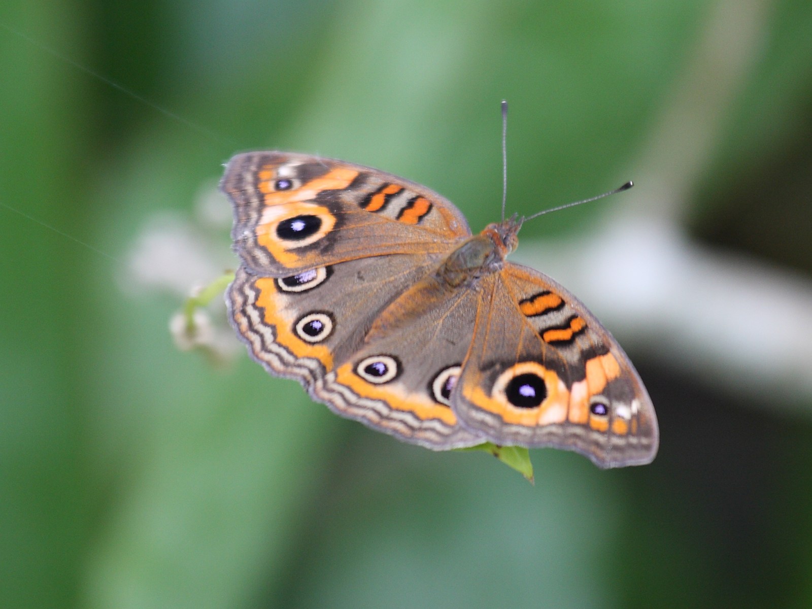 junonia_genoveva1sd