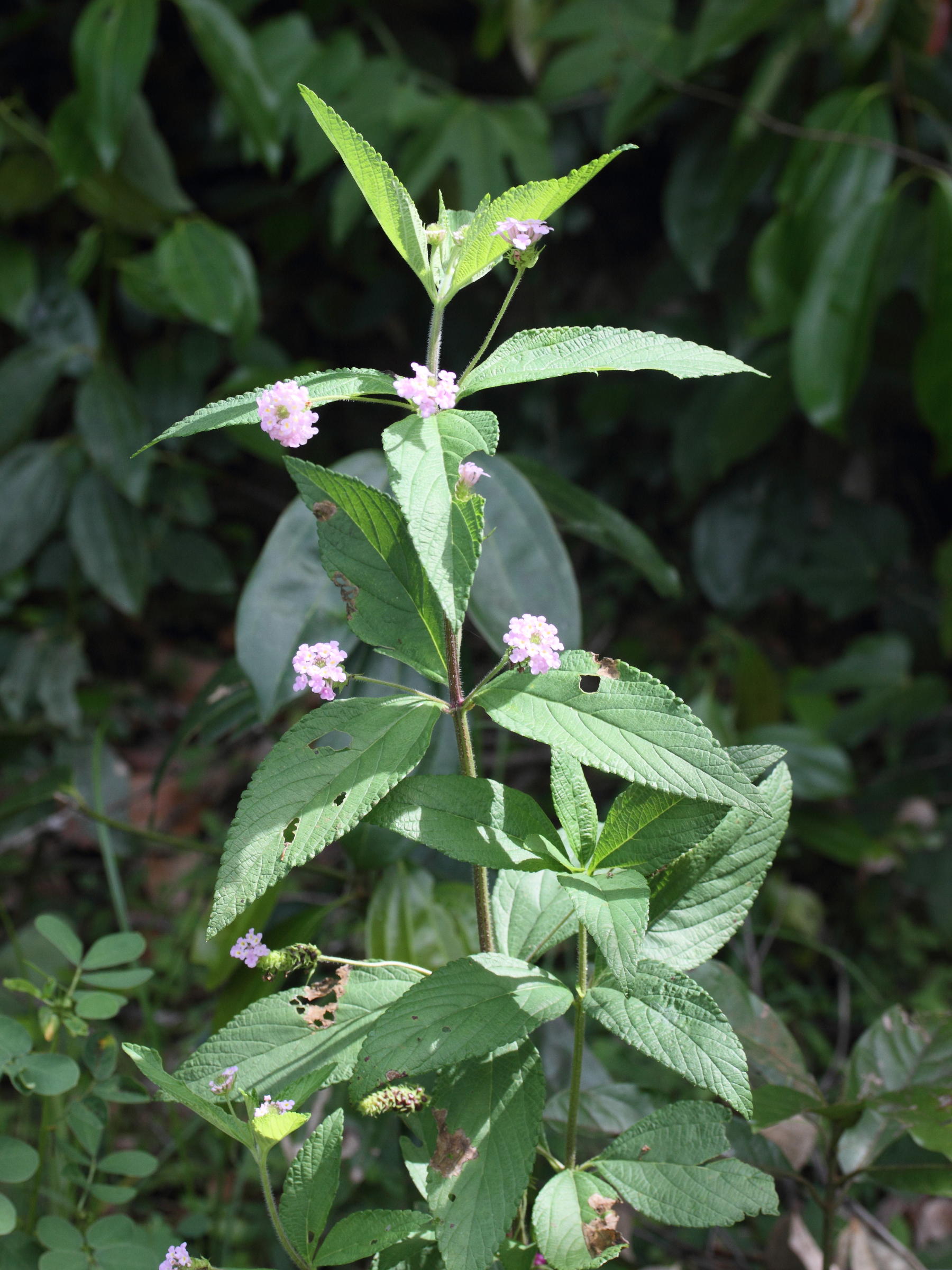 lantana_trifolia1md