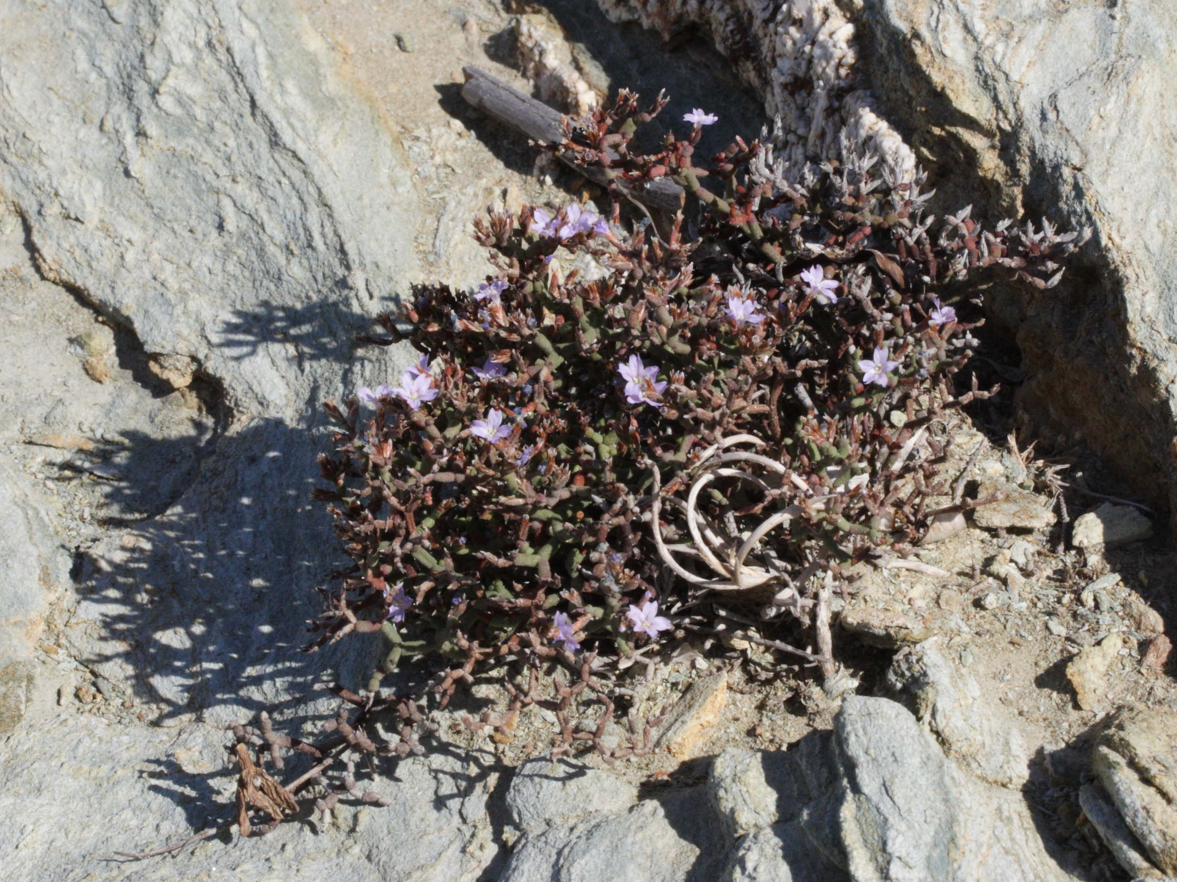 Afficher le média limonium_contortirameum2md limonium_contortirameum2md