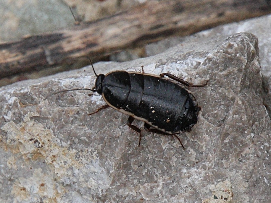 Afficher le média loboptera_decipiens1bd loboptera_decipiens1bd