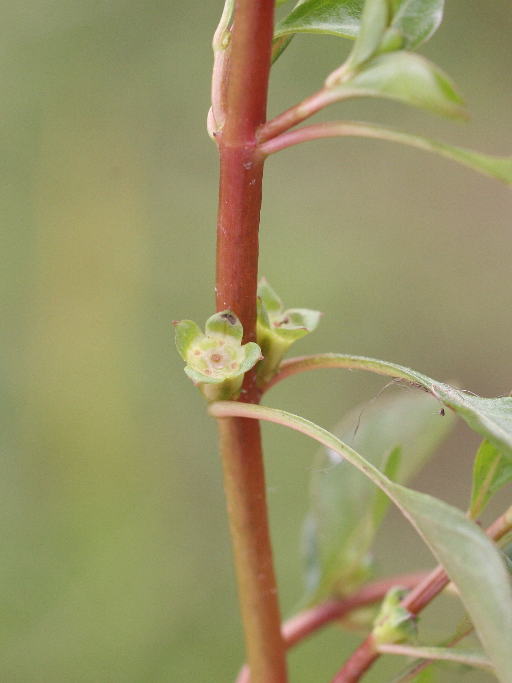 ludwigia_palustris3md