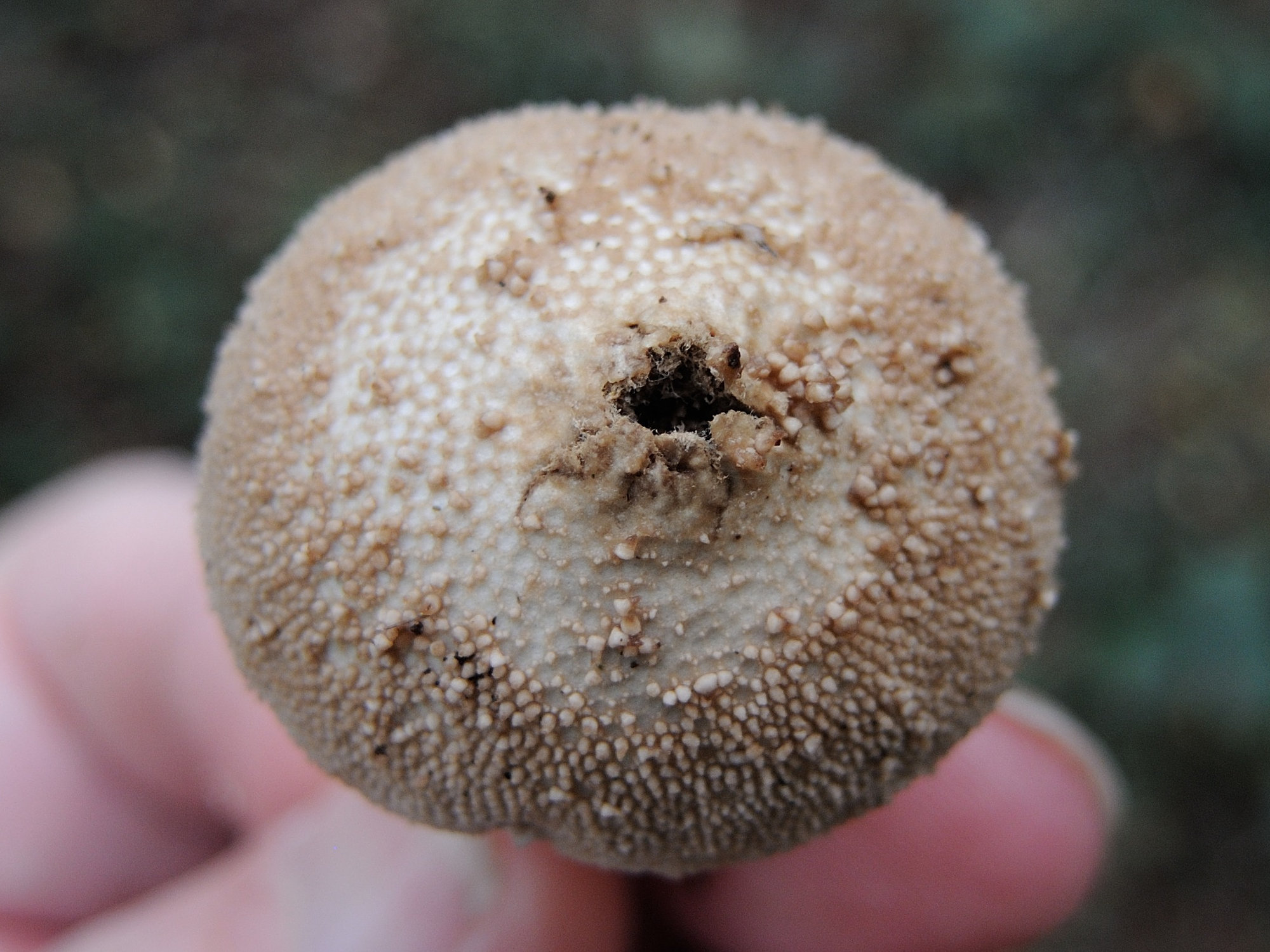 Afficher le média lycoperdon_perlatum5md lycoperdon_perlatum5md
