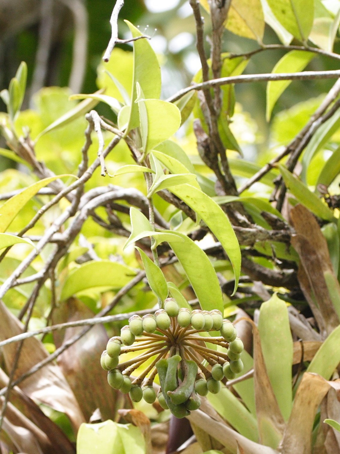 marcgravia_umbellata2md