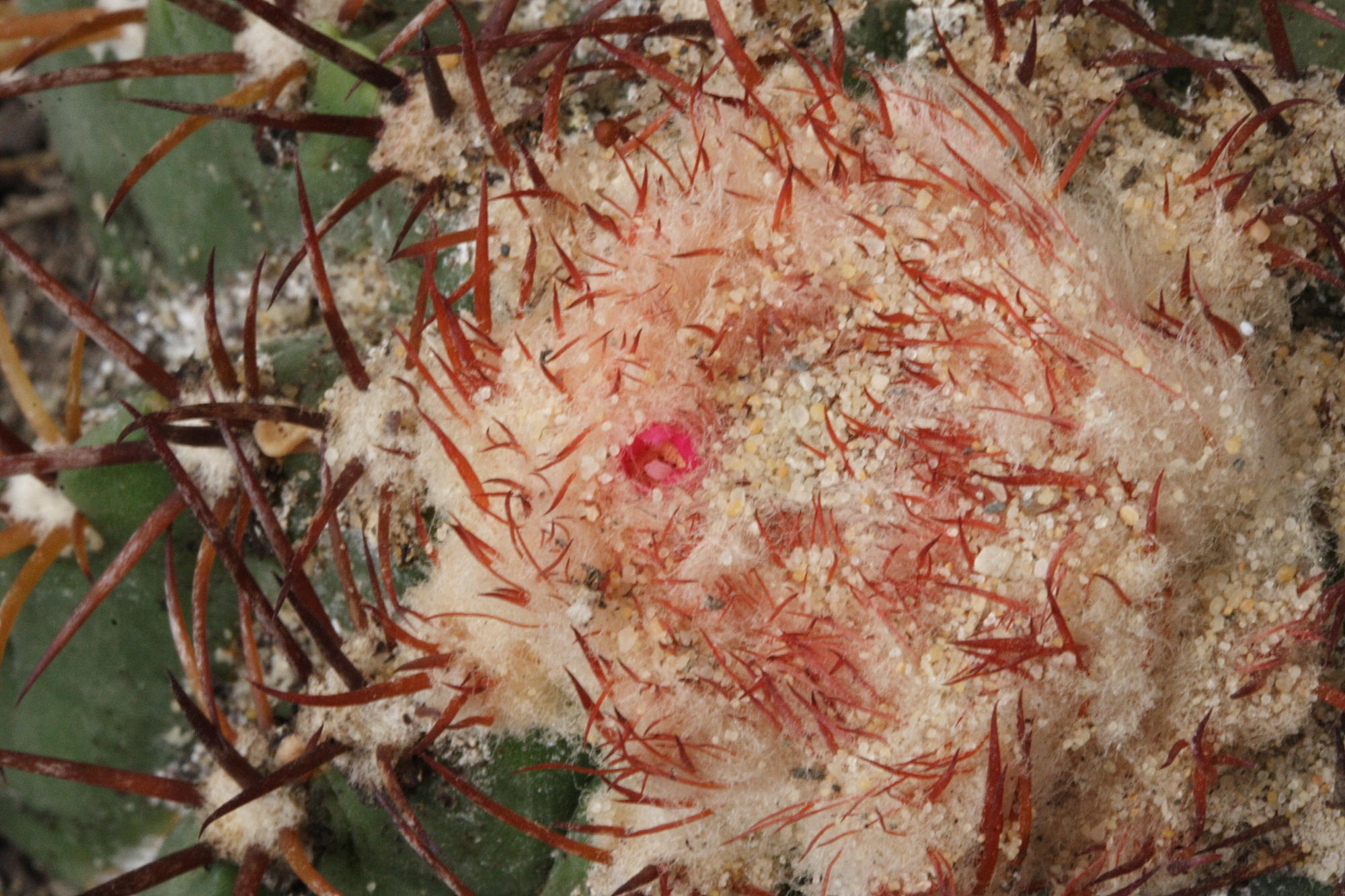 melocactus_broadwayi2md