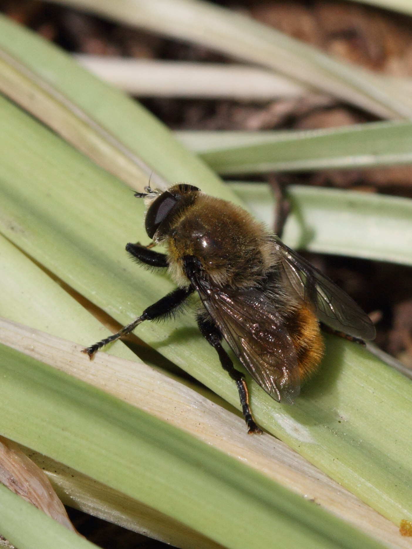 merodon_equestris1bd