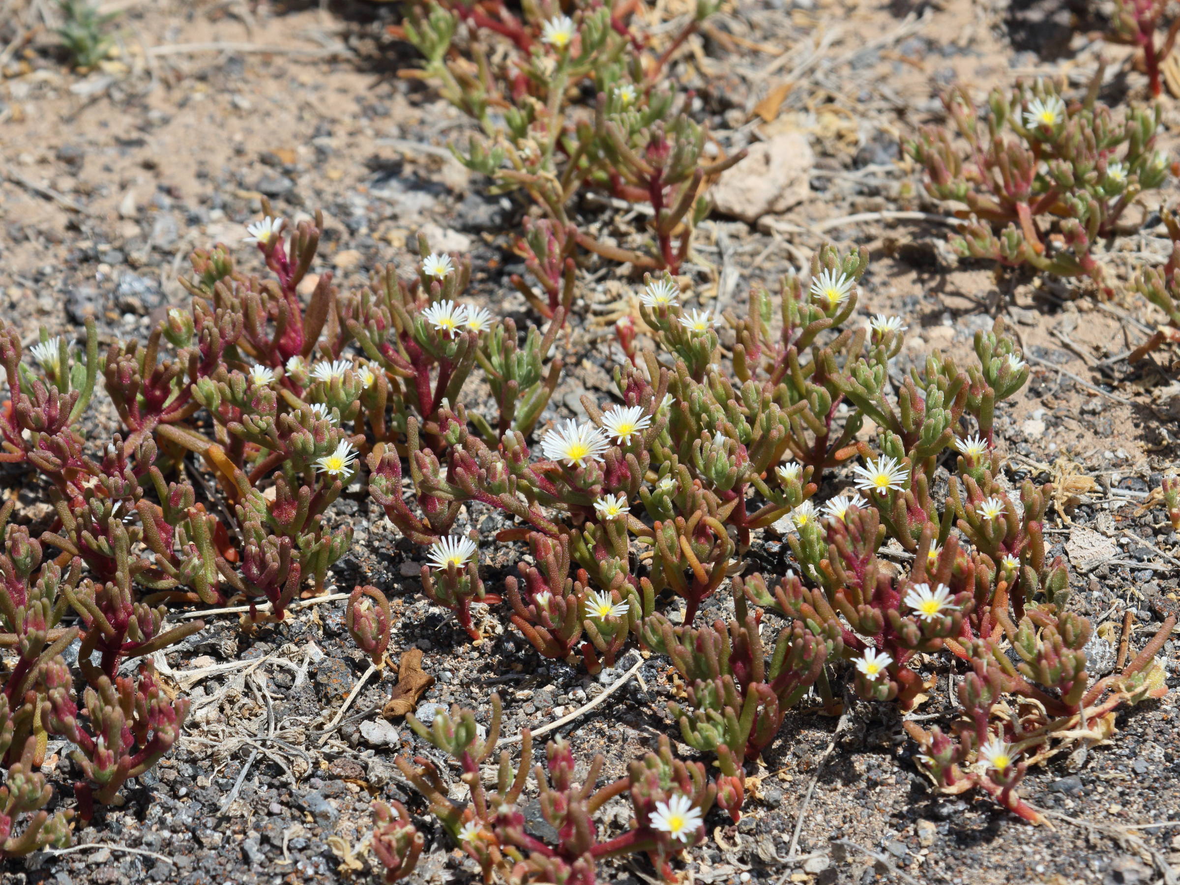 mesembryanthemum_nodiflorum6bd