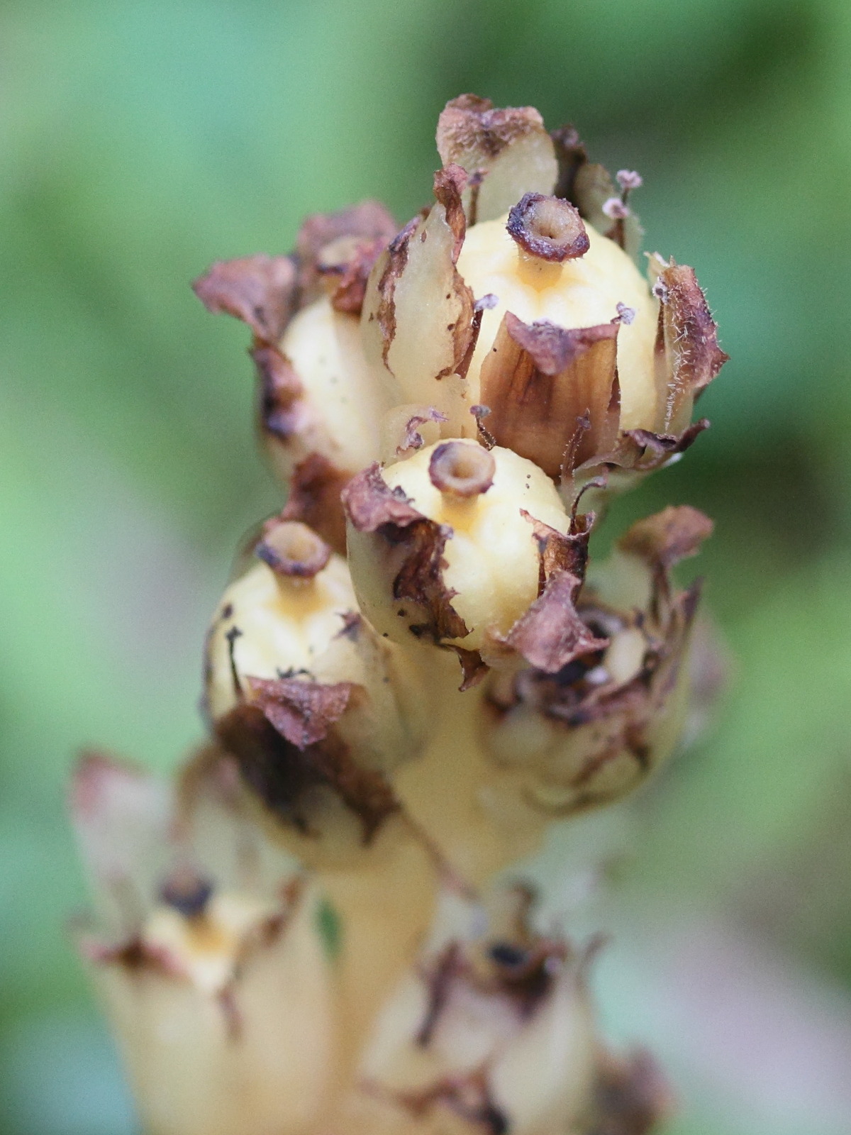 monotropa_hypopitys6md