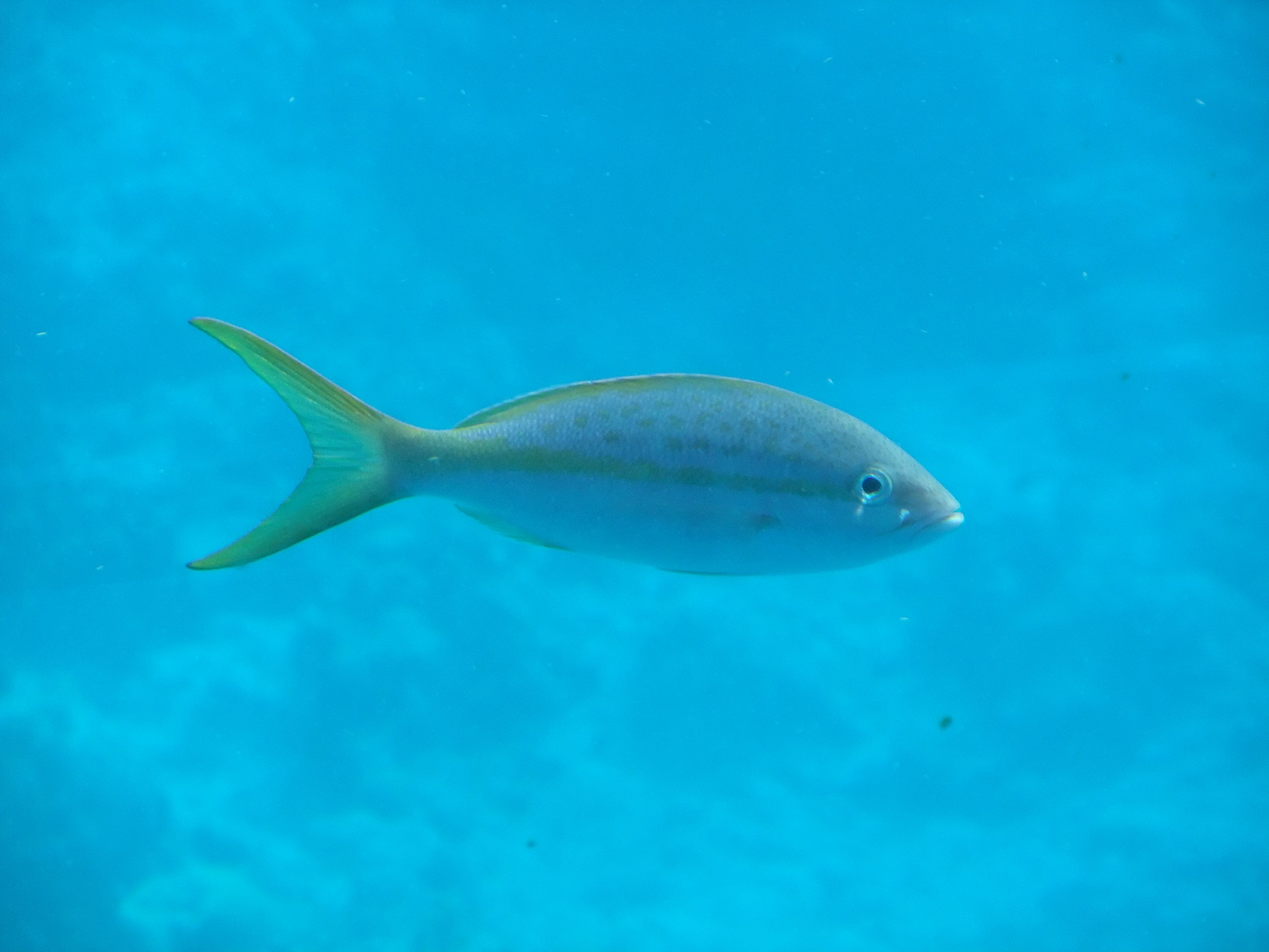 ocyurus_chrysurus2sd