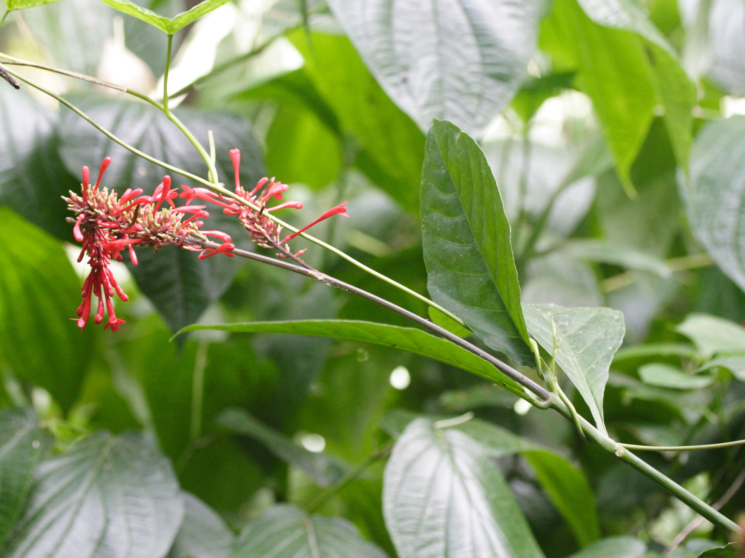 odontonema_cuspidatum1md