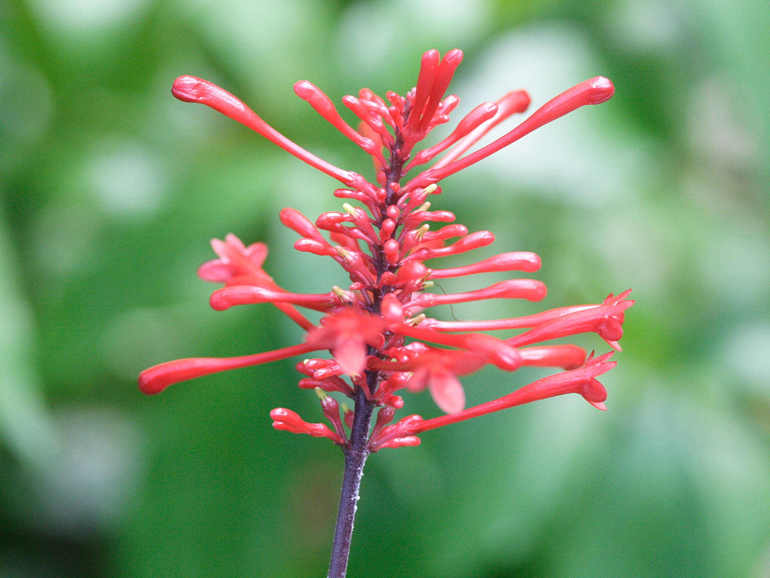 odontonema_cuspidatum3md