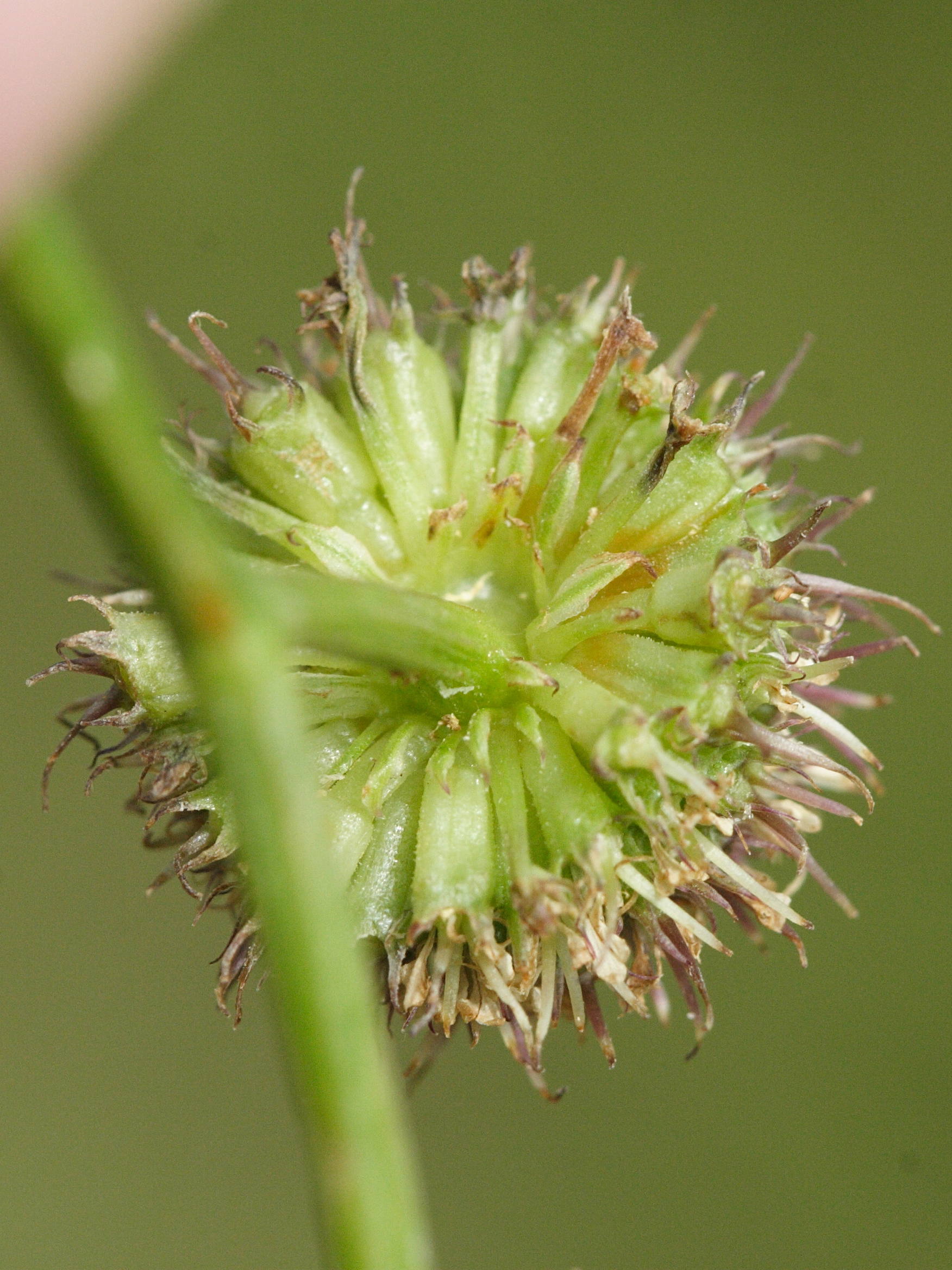 oenanthe_fistulosa5md