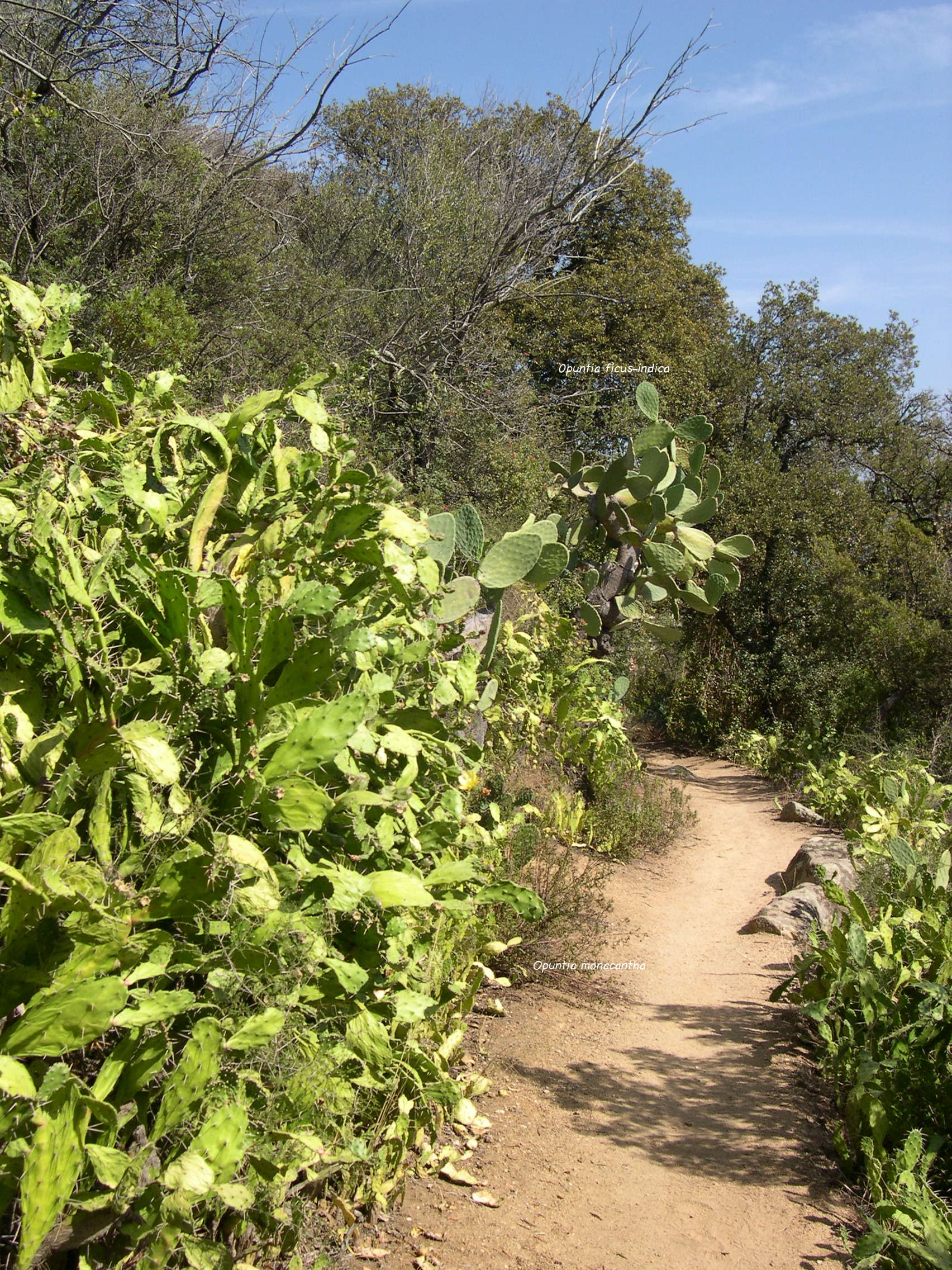 opuntia_monacantha5md