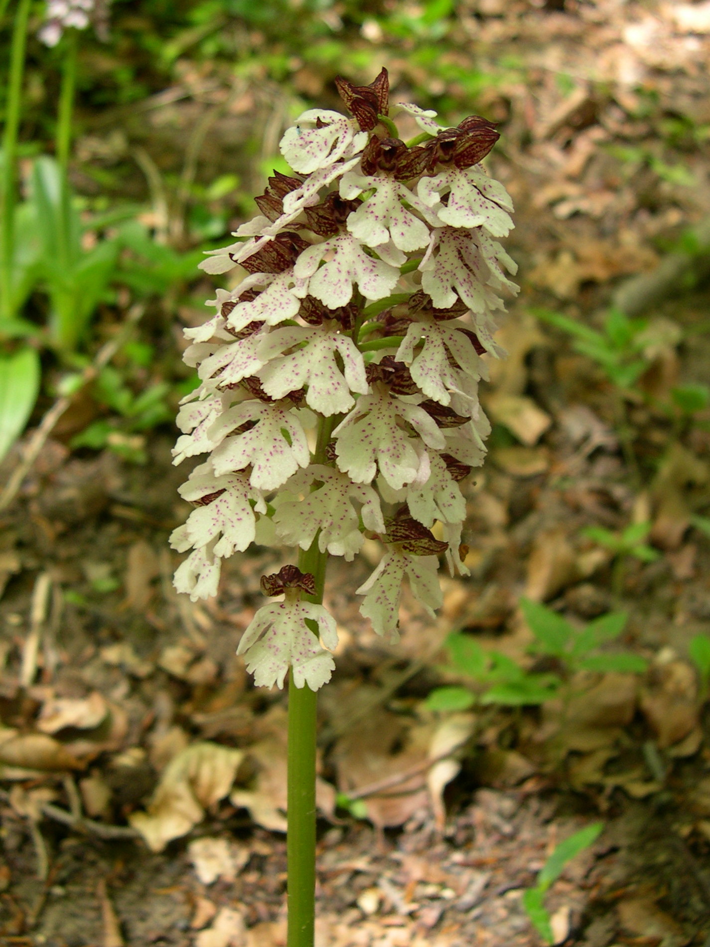 Afficher le média orchis_purpurea2md orchis_purpurea2md