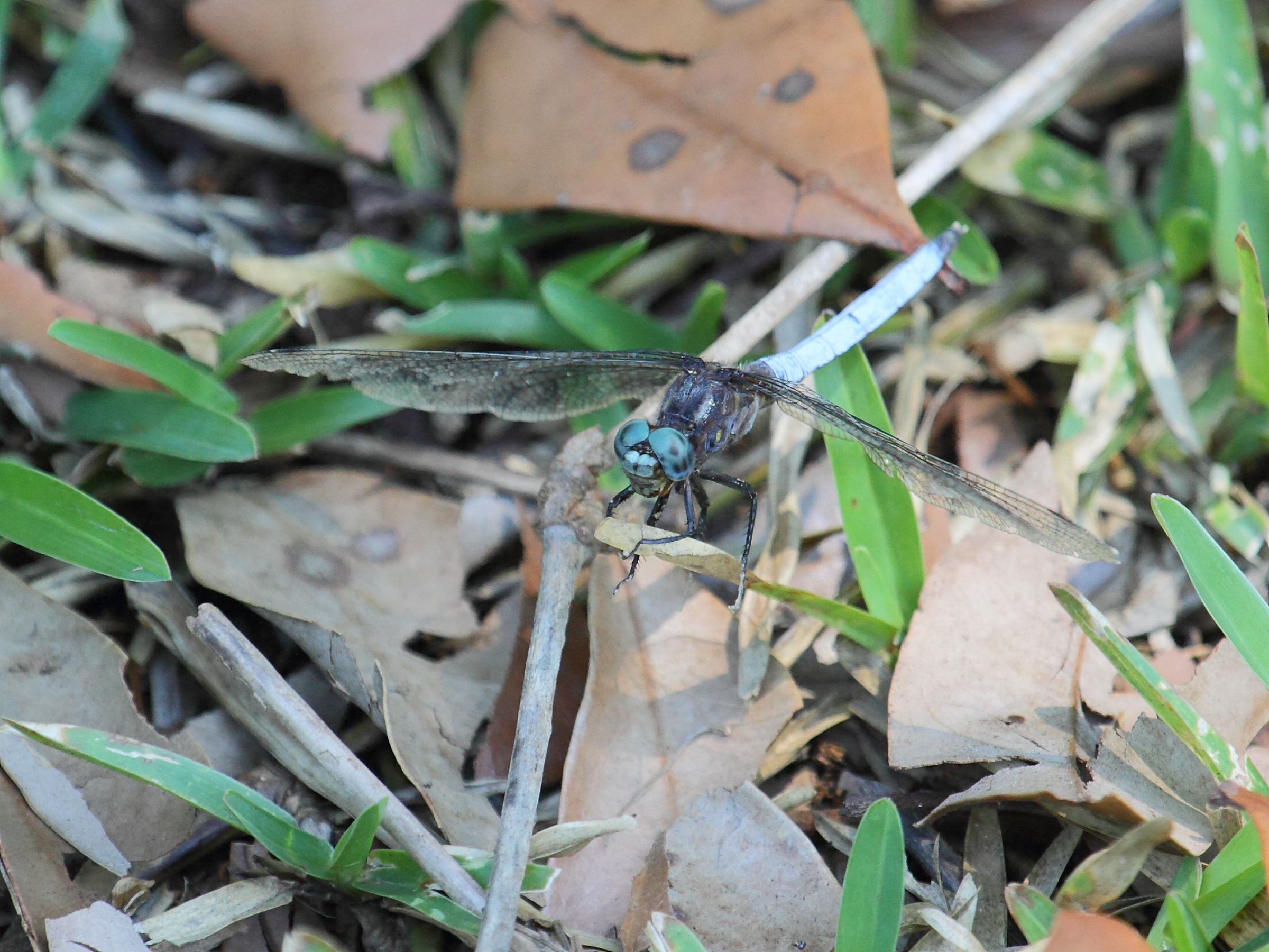 orthetrum_azureum2bd