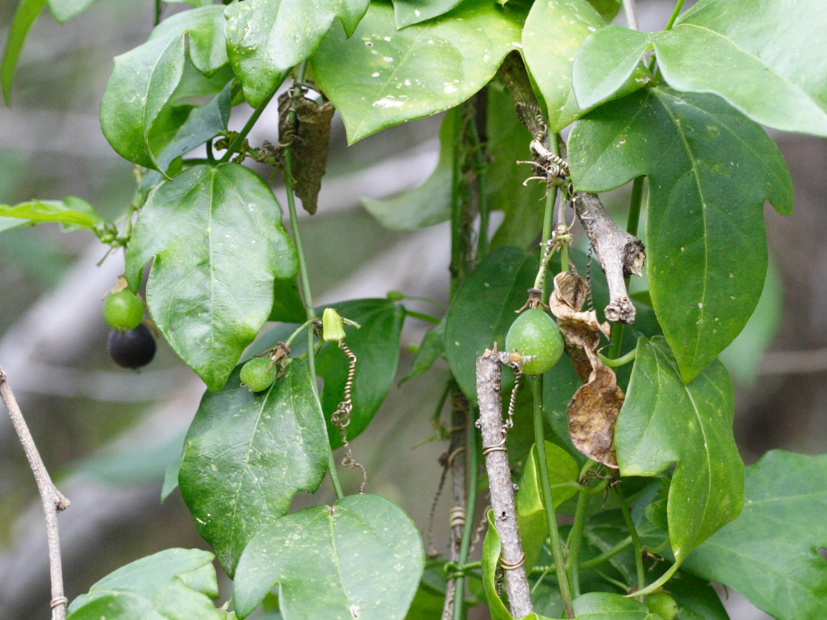passiflora_suberosa4md