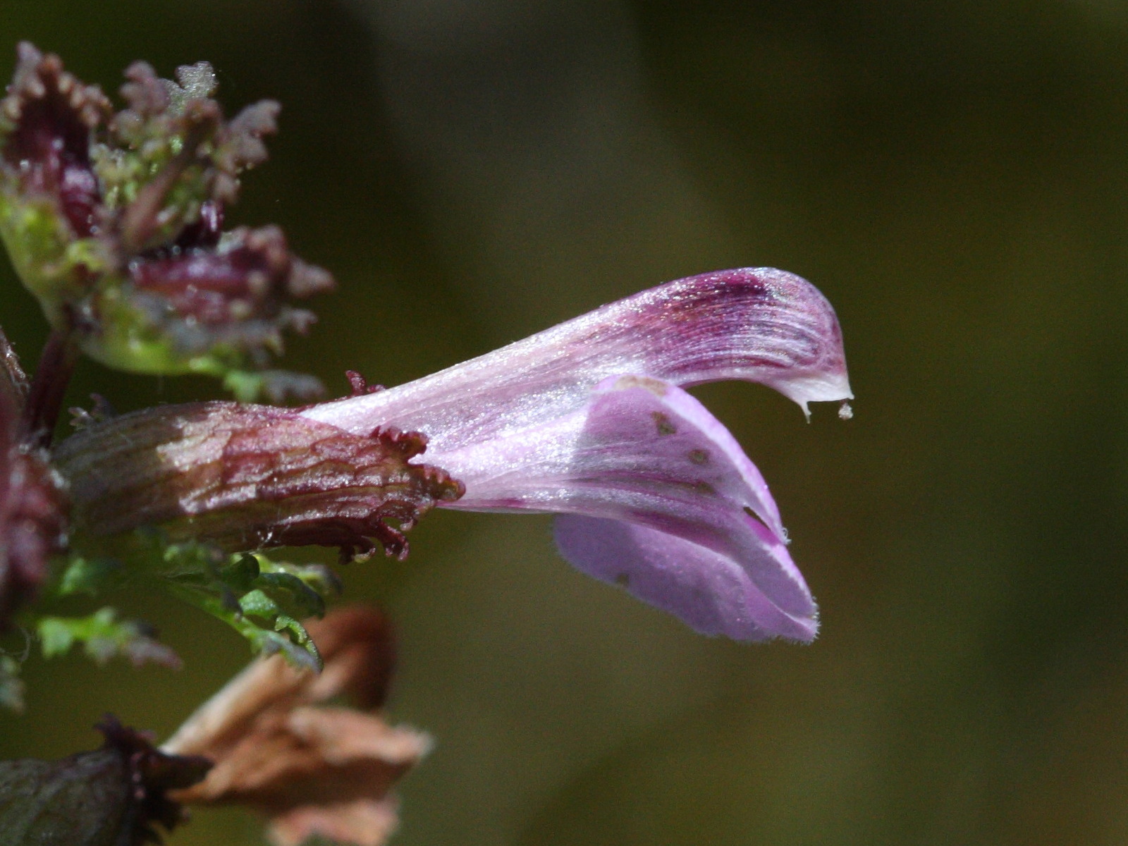 pedicularis_palustris2bd
