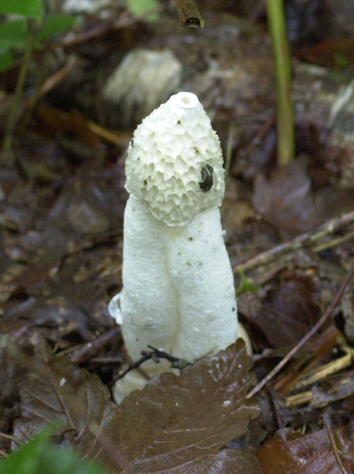 phallus_impudicus1abd
