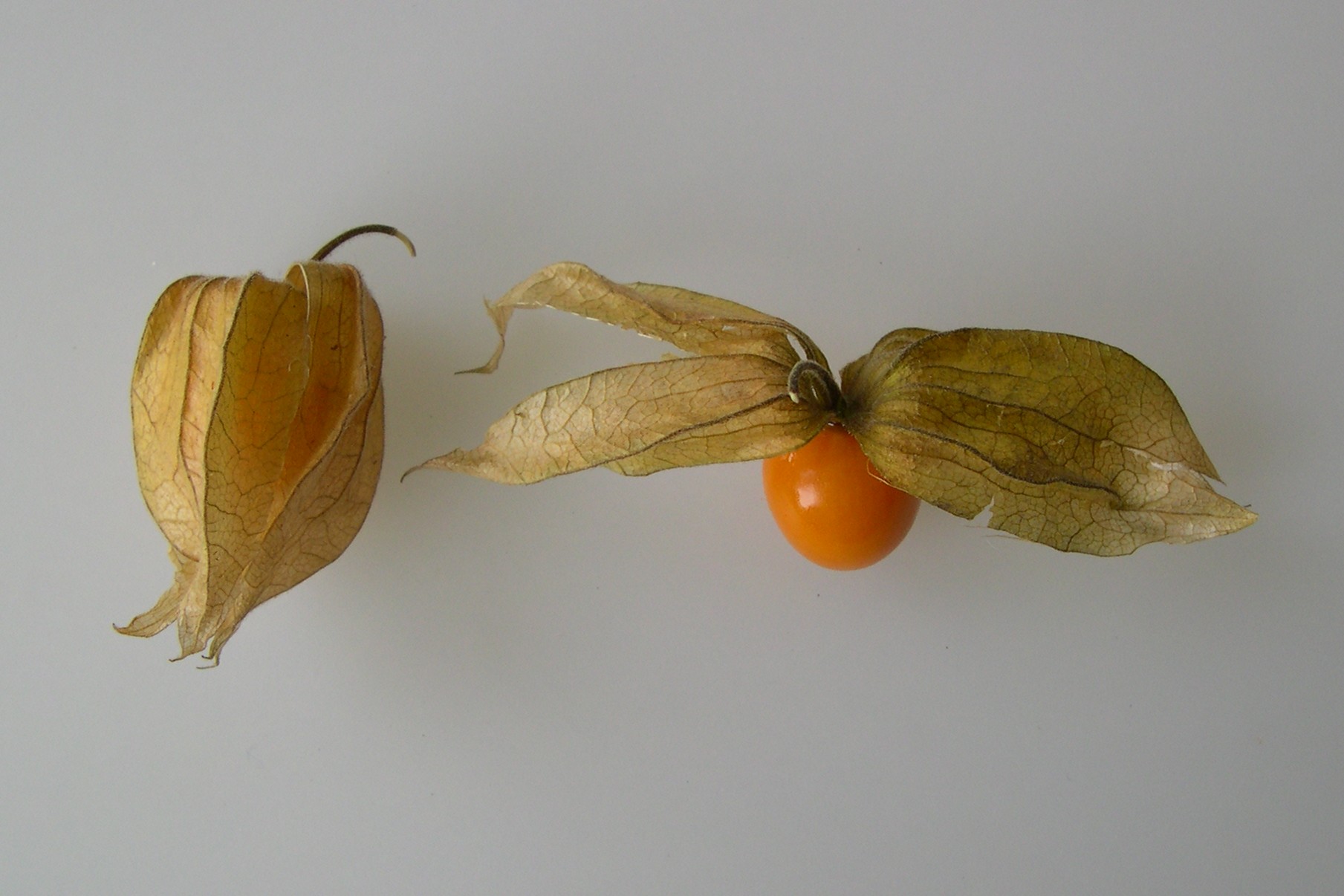 physalis_peruviana7md