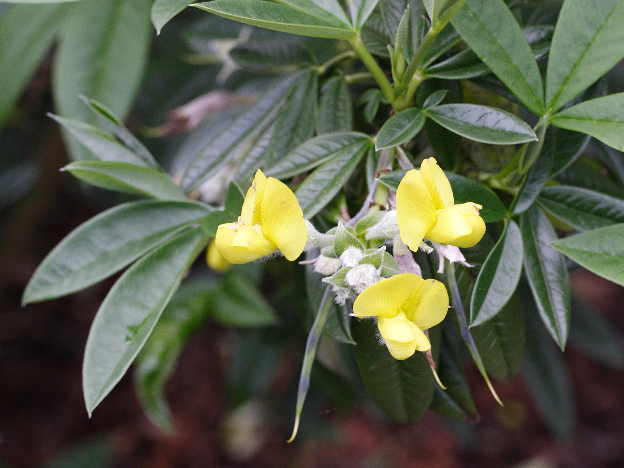 piptanthus_laburnifolius2md