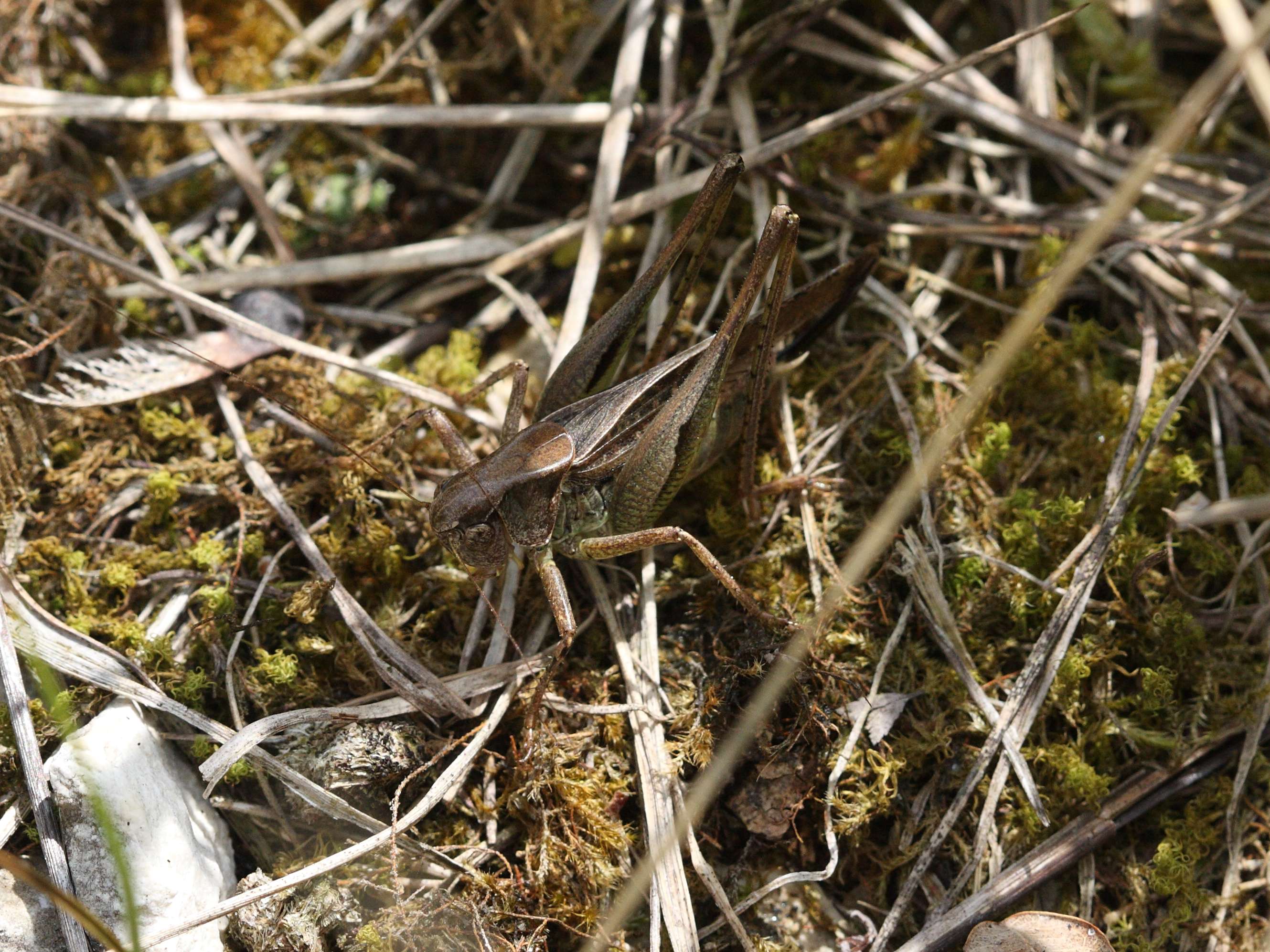 platycleis_albopunctata5bd