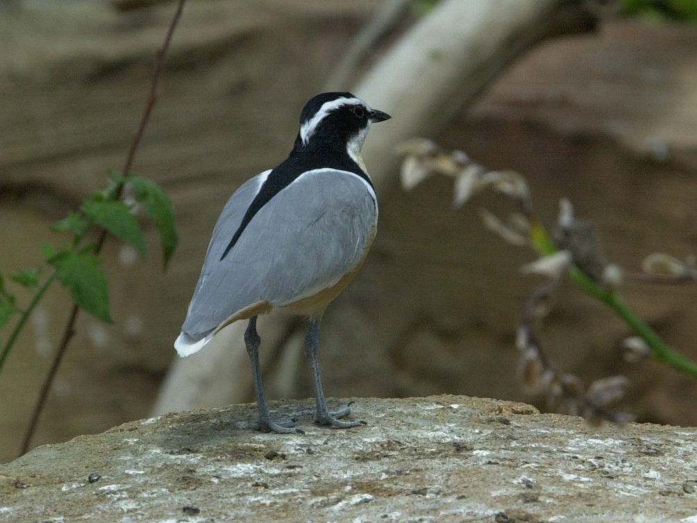 pluvian_fluviatile_-_pluvianus_aegyptius1md