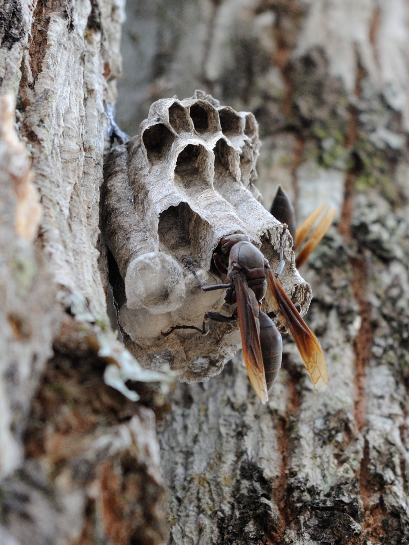 polistes_madecassus4md