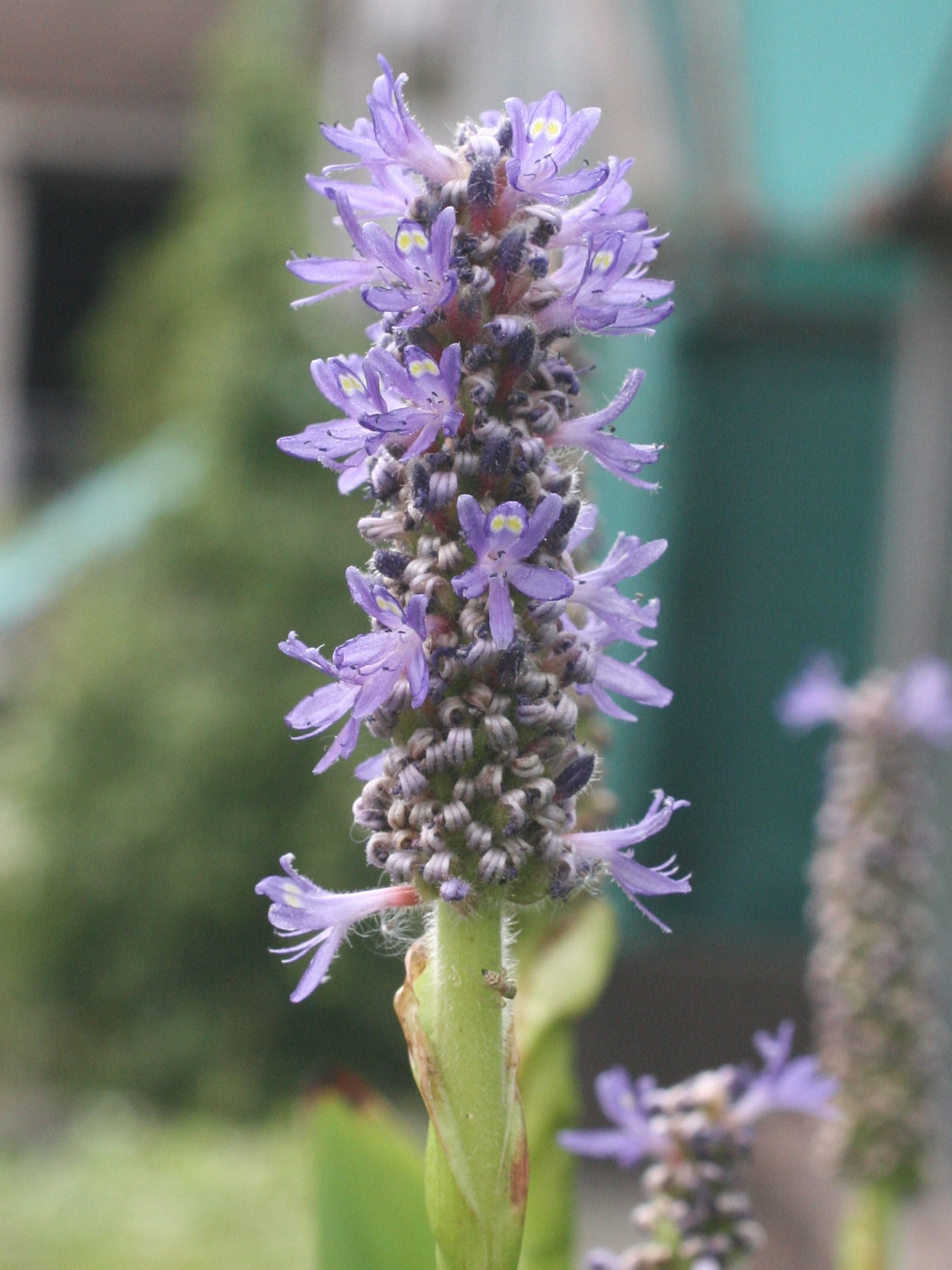 pontederia_cordata3md