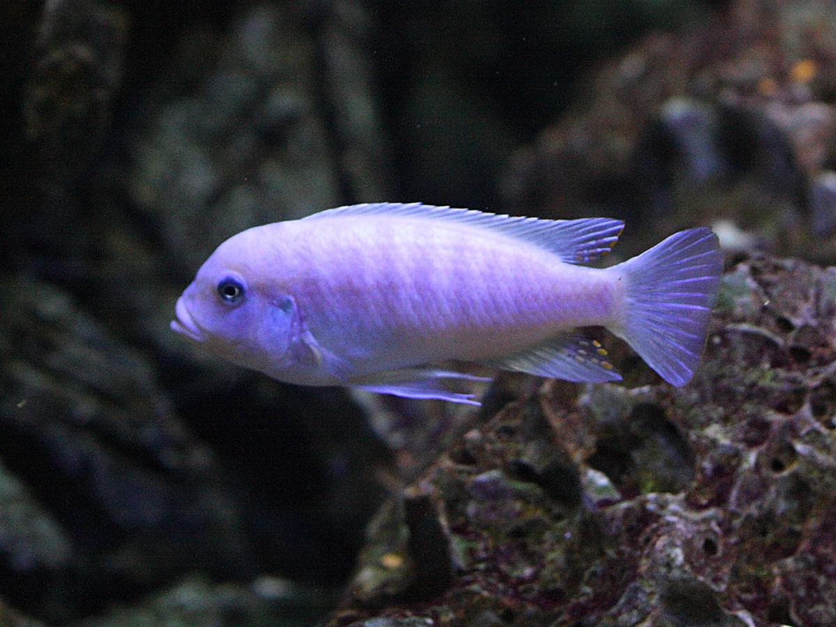 pseudotropheus_estherae1bd